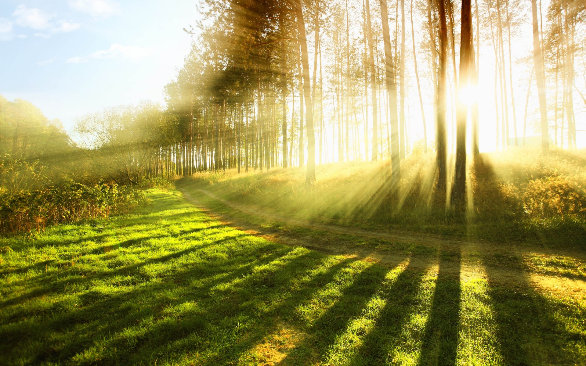 nature tree trees forest light grass sun rays spring summer warmth mood places sin widscreen wallpaper widescreen wallpaper