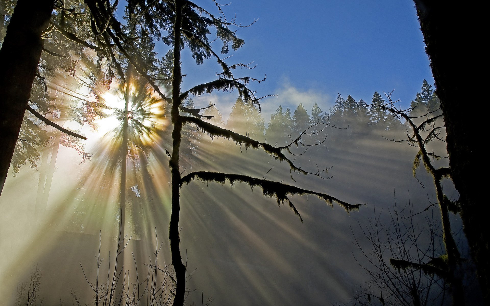 natura foresta sole raggi di sole alberi muschio