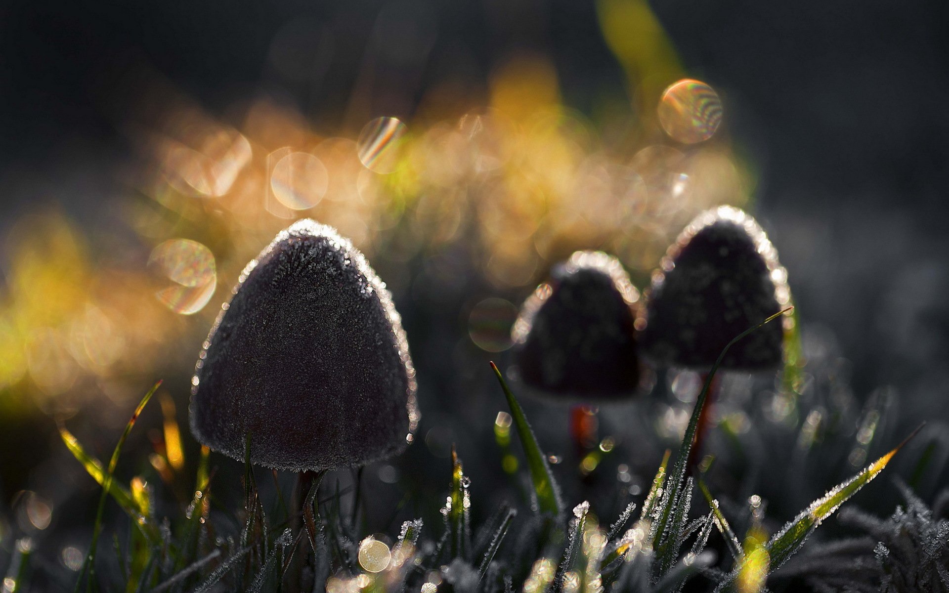 champignons nature lumière