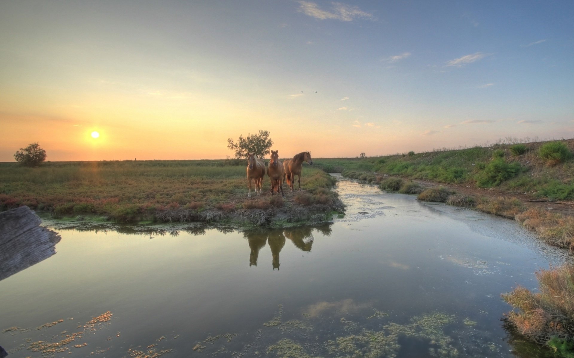 river channel horse sunset