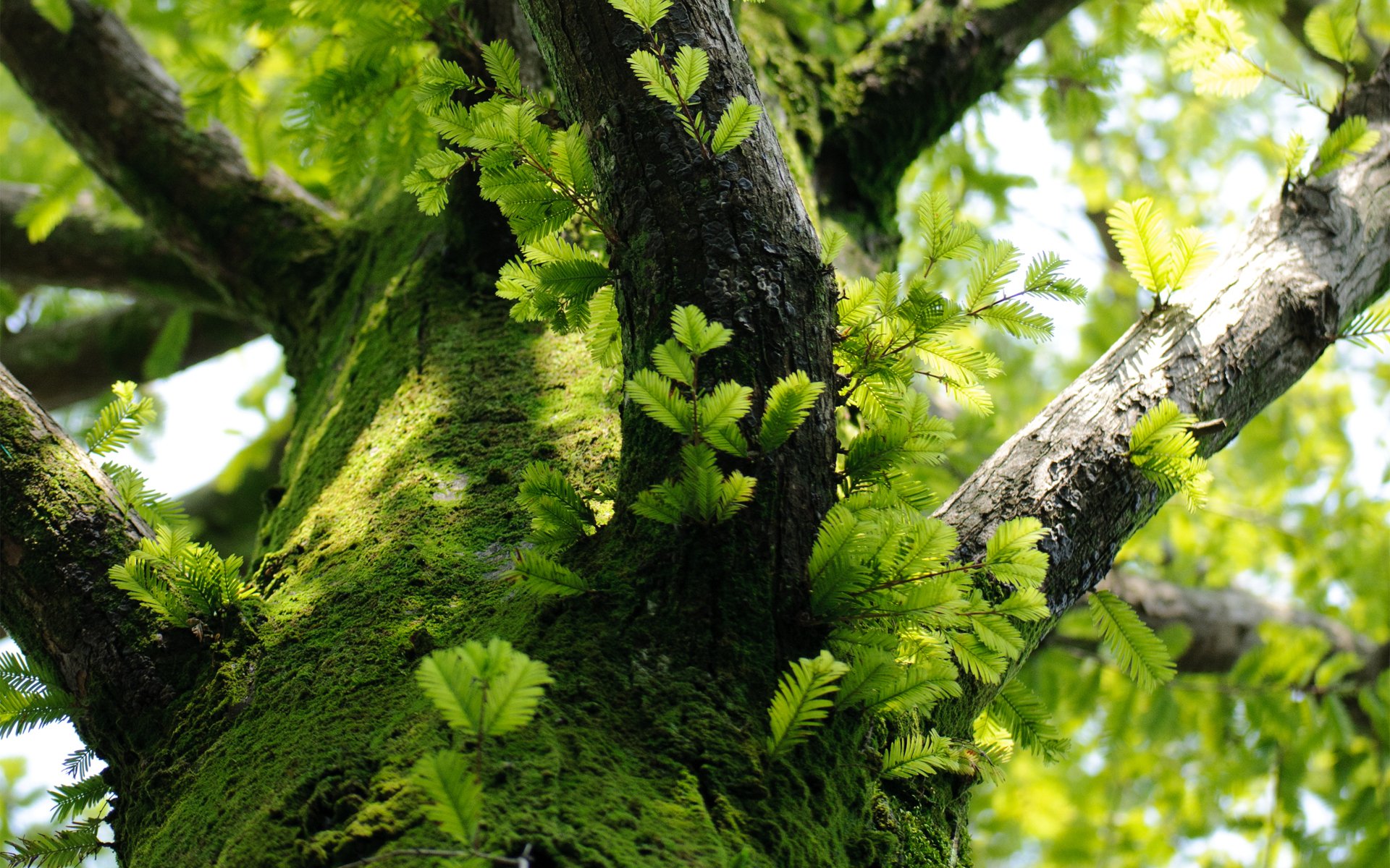 árbol ramas hojas musgo tronco