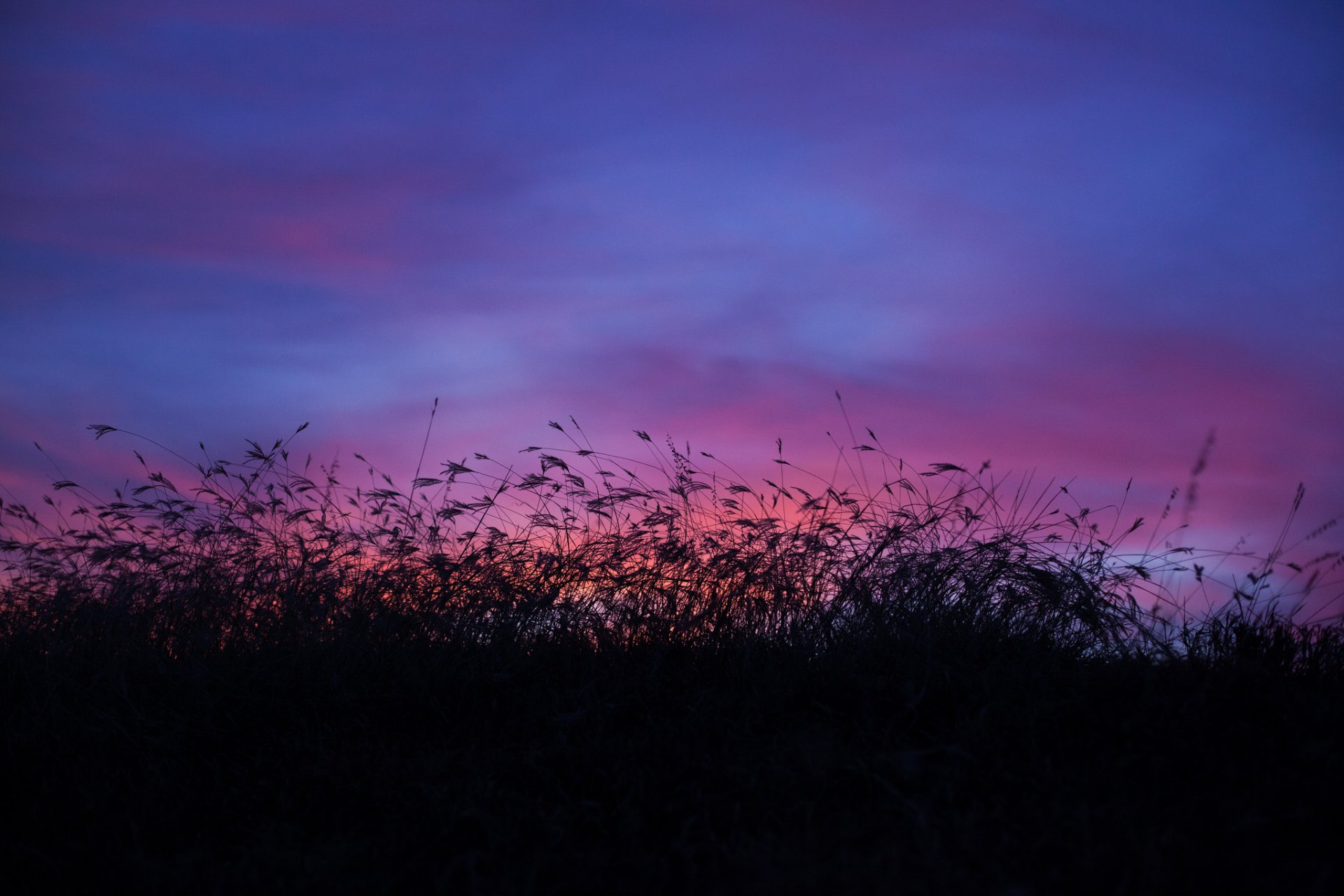 night grass magenta sunset blue sky