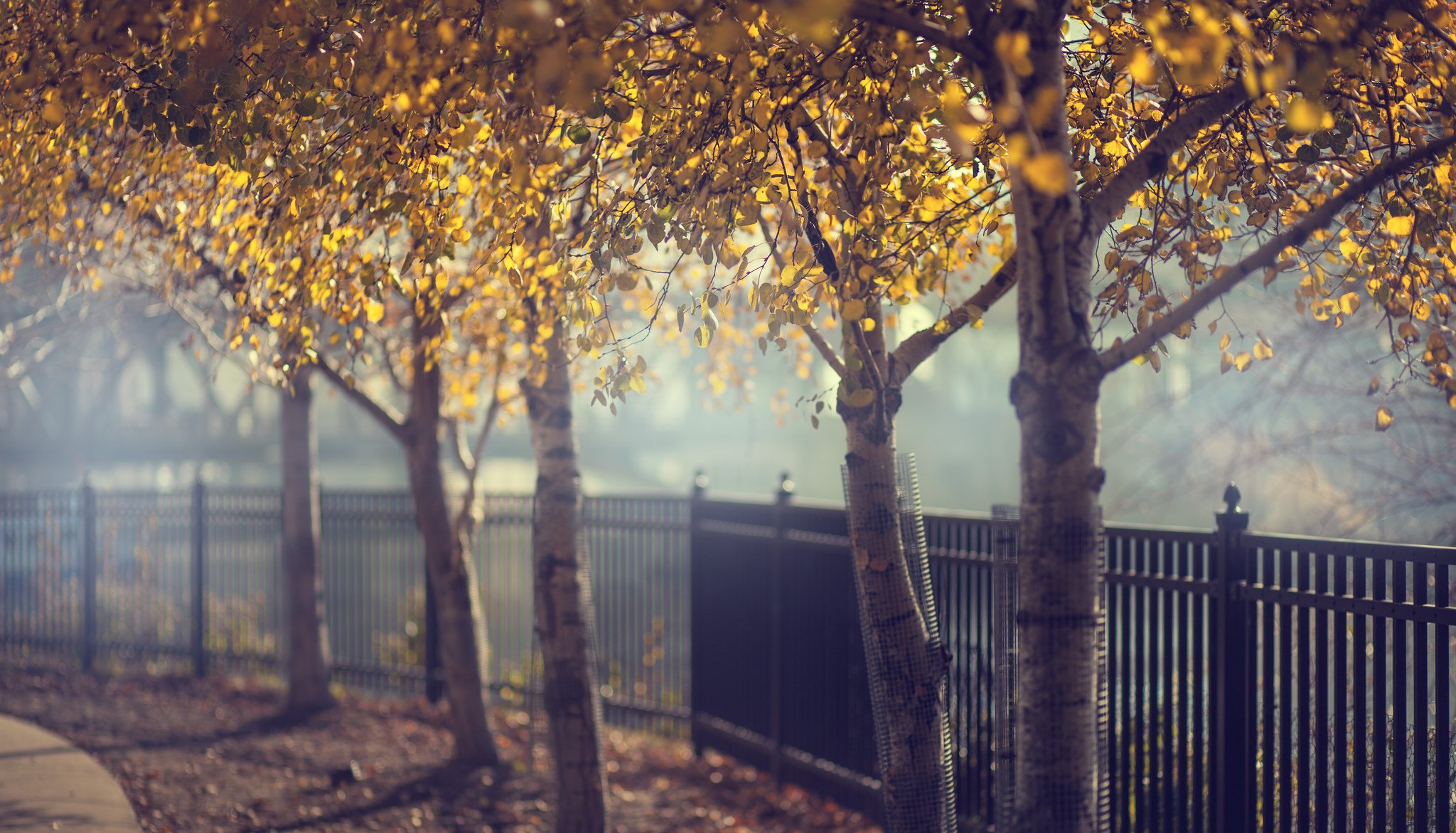 autumn tree fence