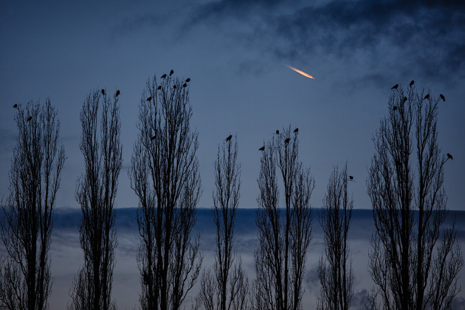 natur krähen pappeln abend himmel flugzeug berlin deutschland cornelli2010 fotografie