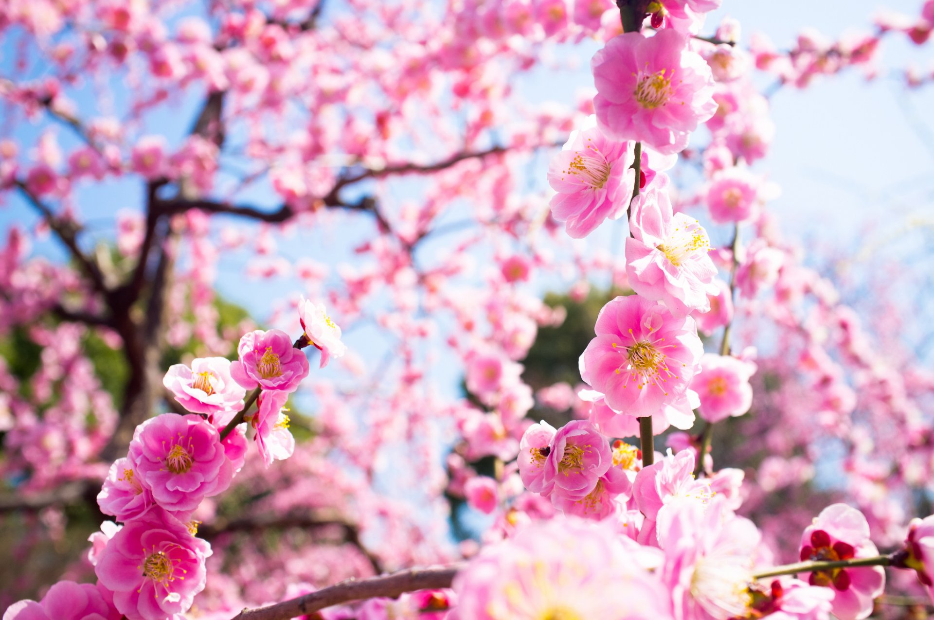 flower pink bloom tree drain branches nature spring light close up