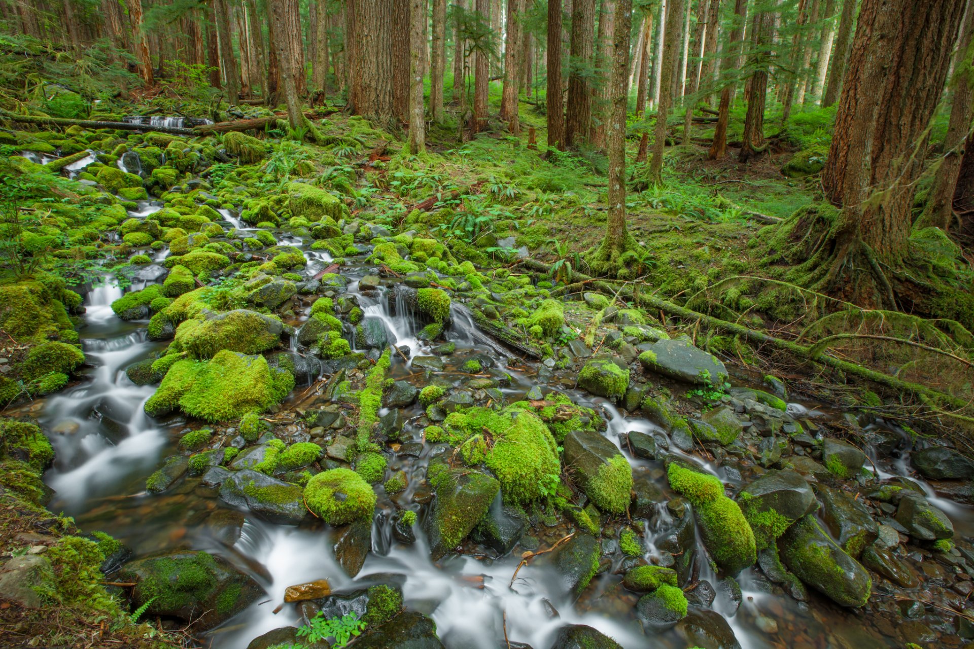 olympischer nationalpark bach steine moos bäume wald