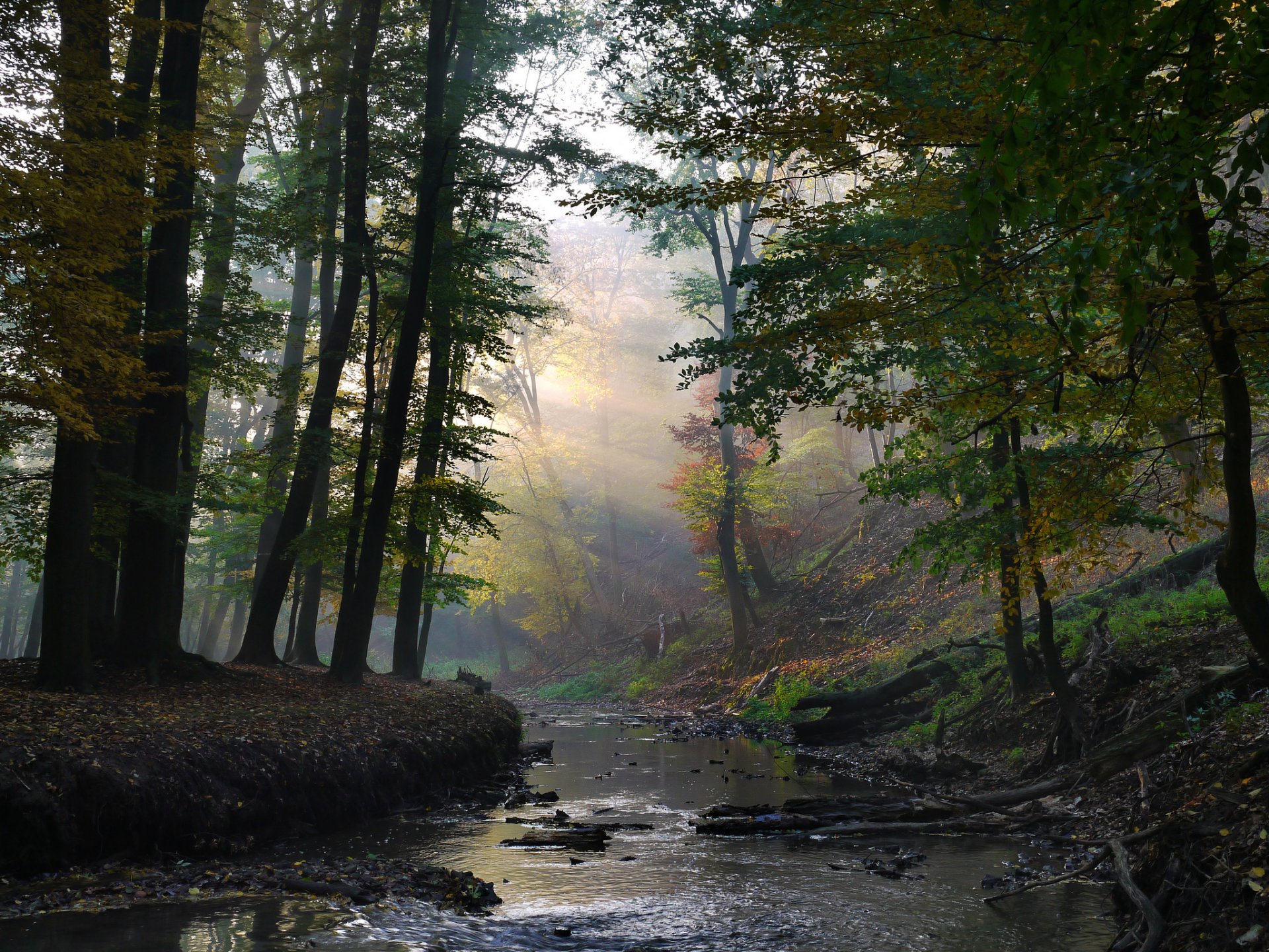 wald bach strahlen sonnig