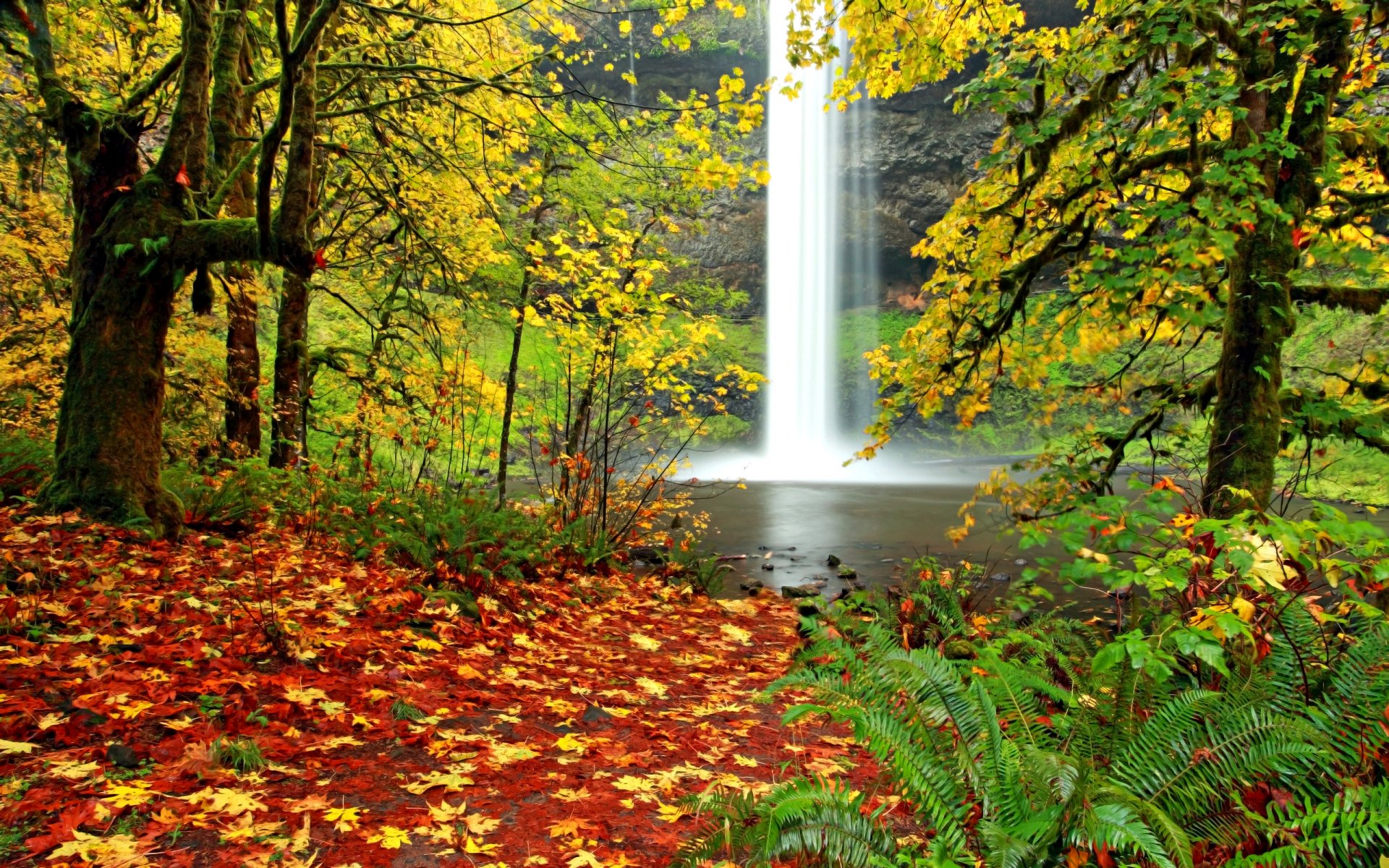 autumn landscape waterfall fern forest leaf autumn leaves leaves nature autumn color