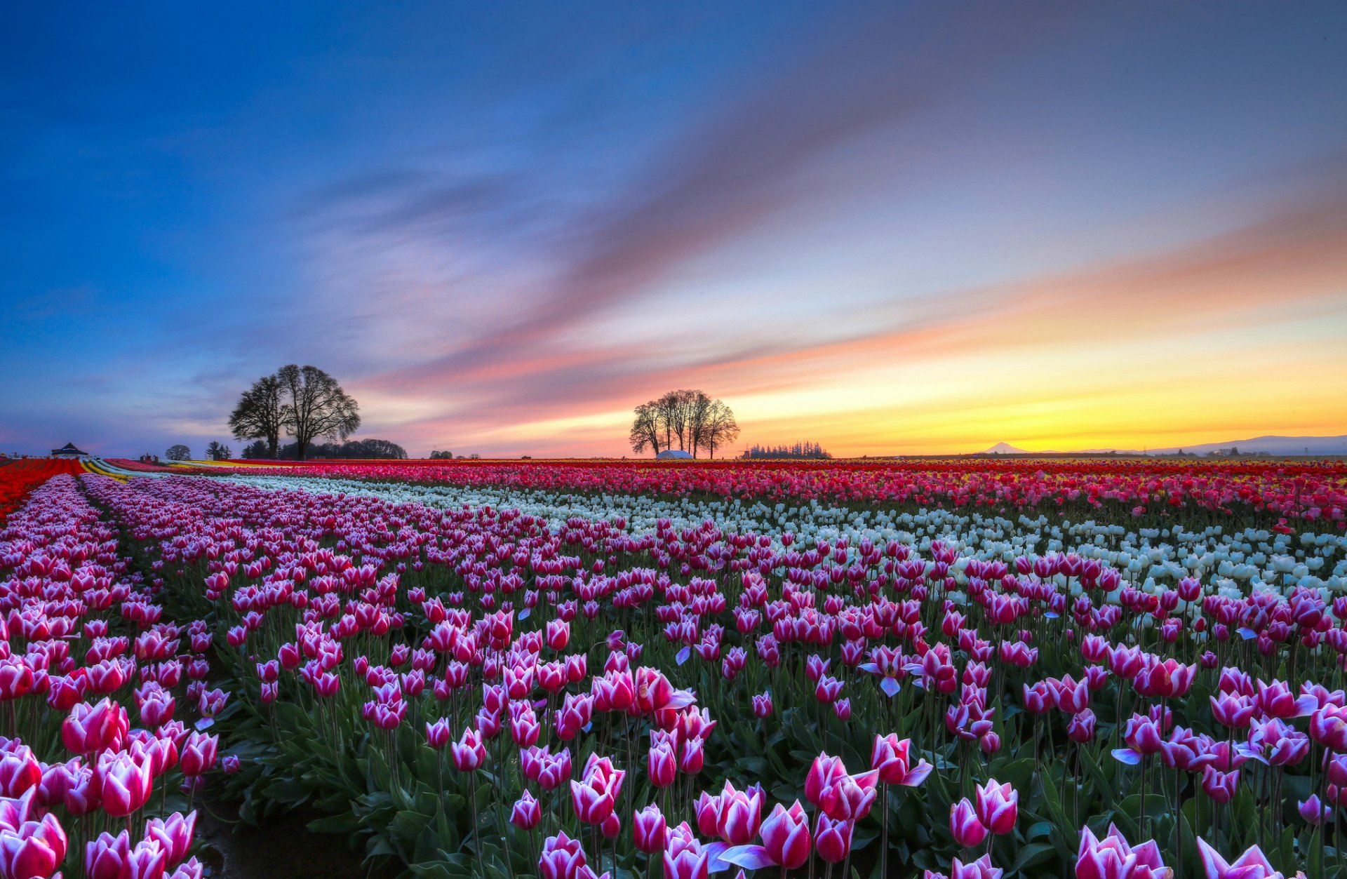 feld tulpen bunt blumen bäume abend sonnenuntergang himmel wolken