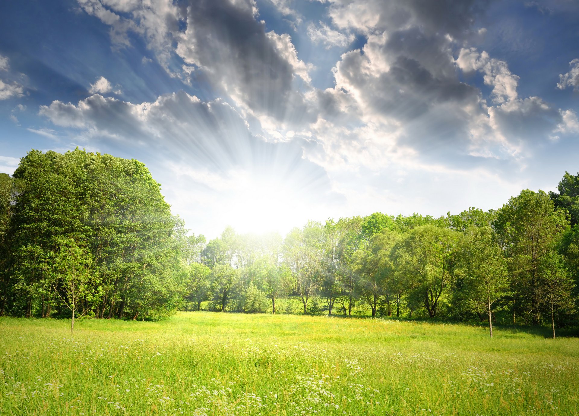 printemps forêt arbres clairière soleil rayons