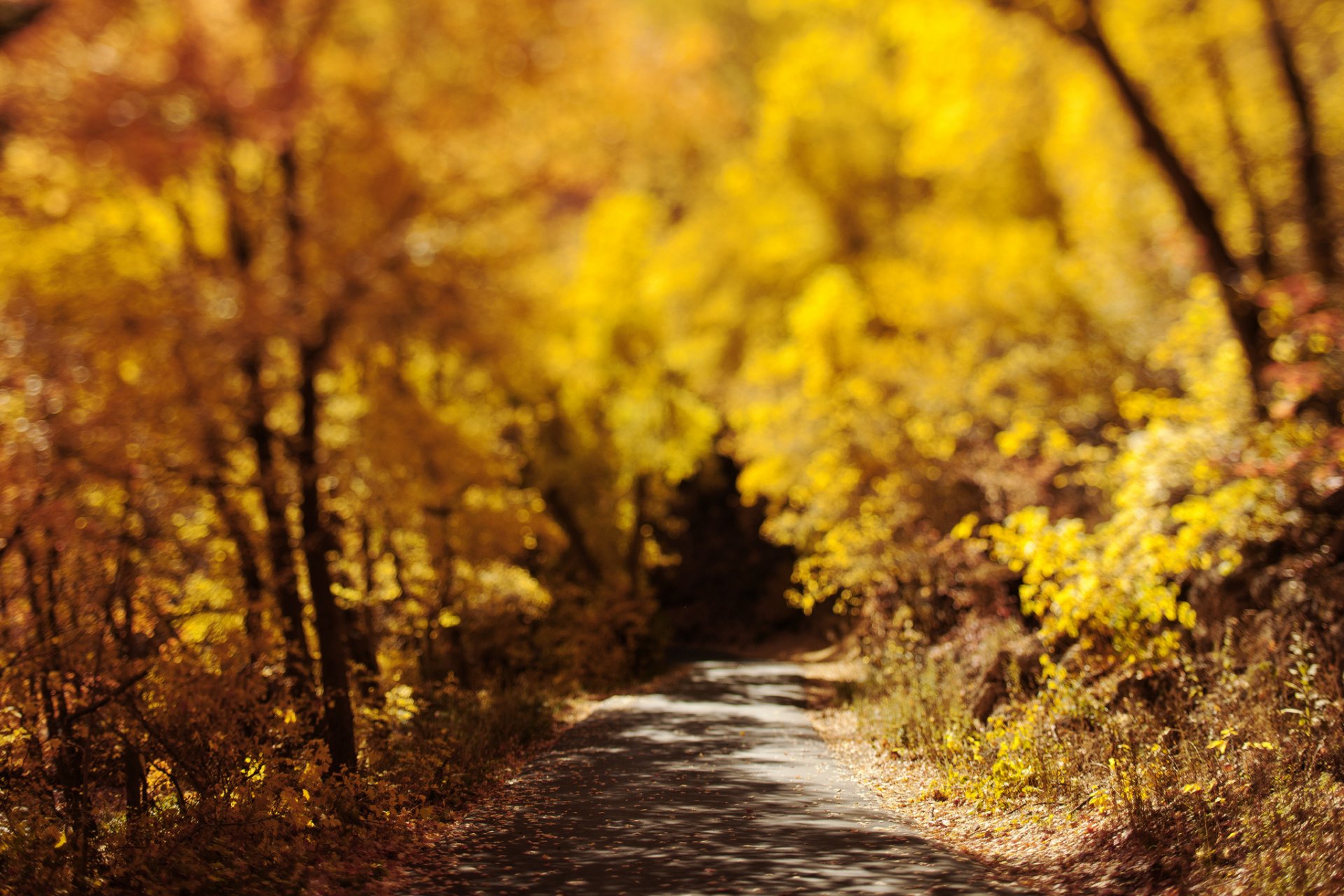 naturaleza otoño carretera follaje bokeh