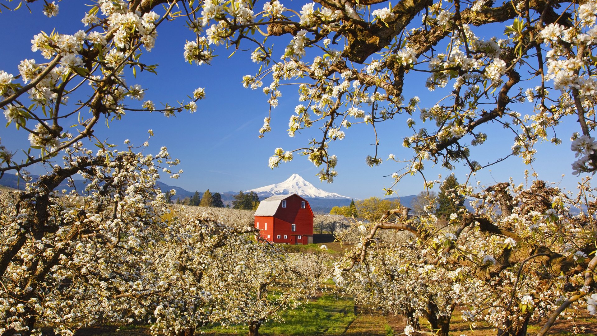 apfelbäume haus landschaft berg garten bäume frühling