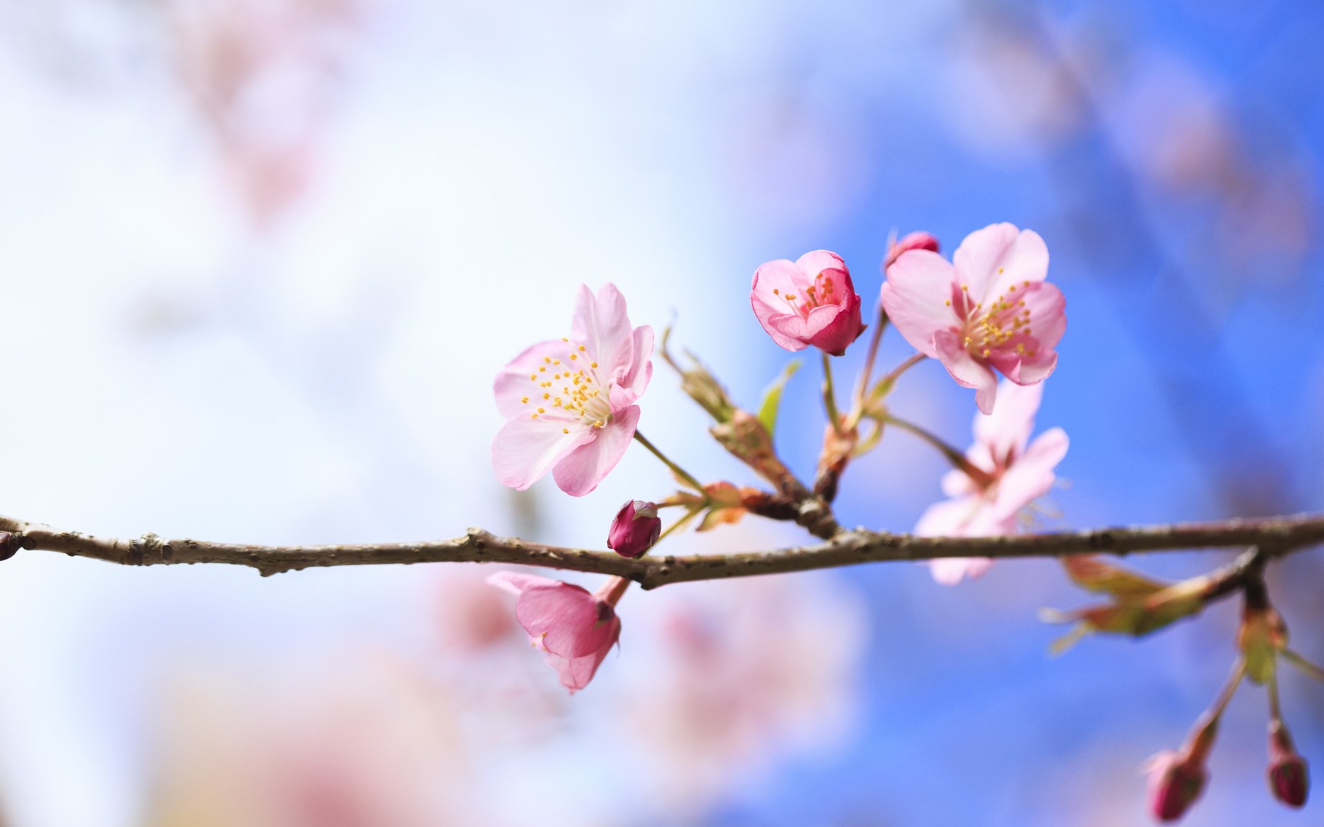 printemps branche arbre cerise fleurs floraison