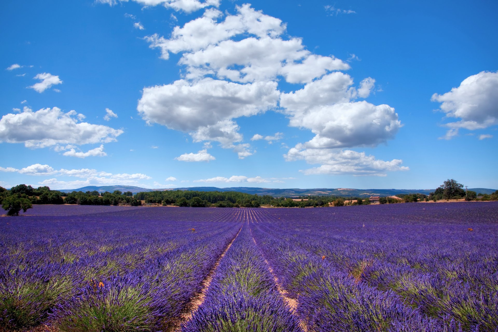 francja prowansja-alpy - lazurowe wybrzeże bouches du rhône aix-en-provence pole lawenda lato lipiec