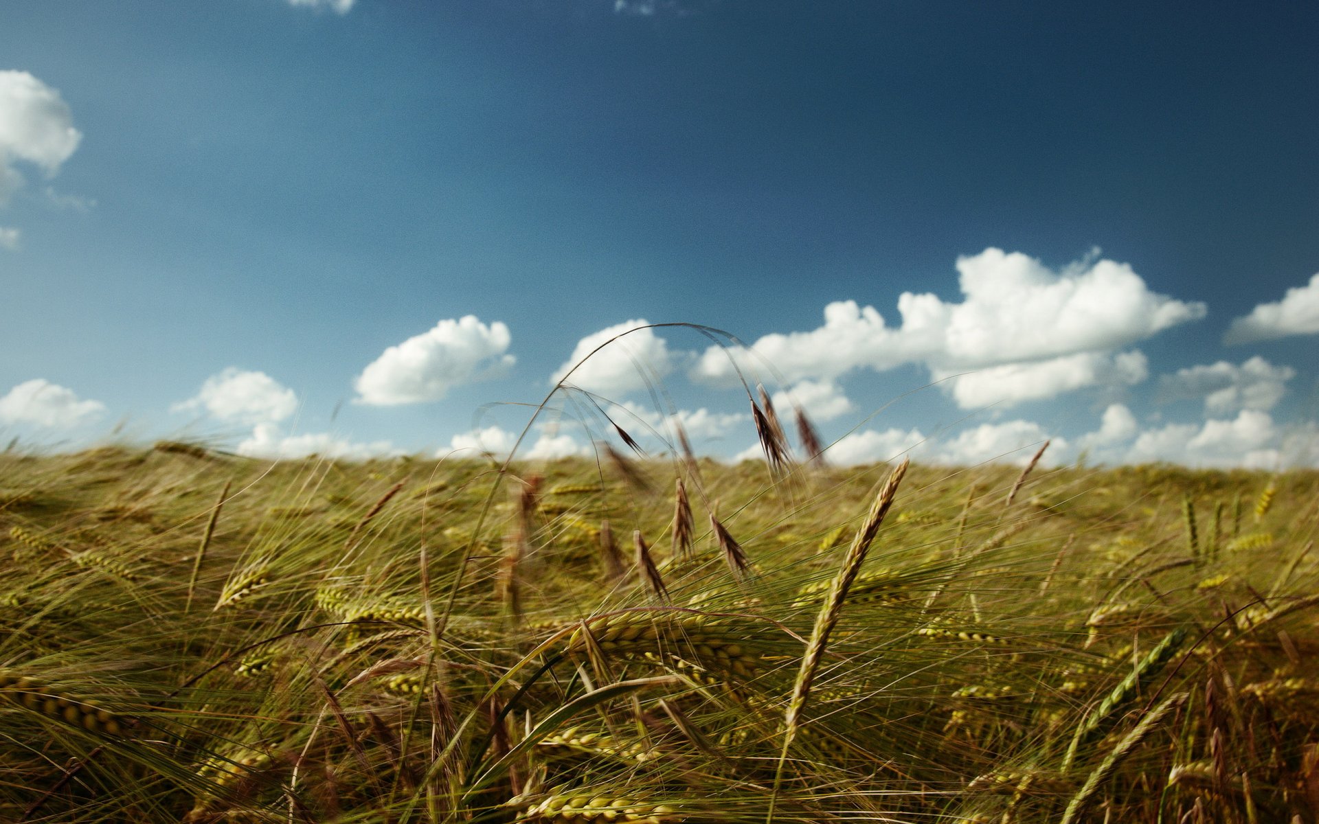 the field ears sky cloud