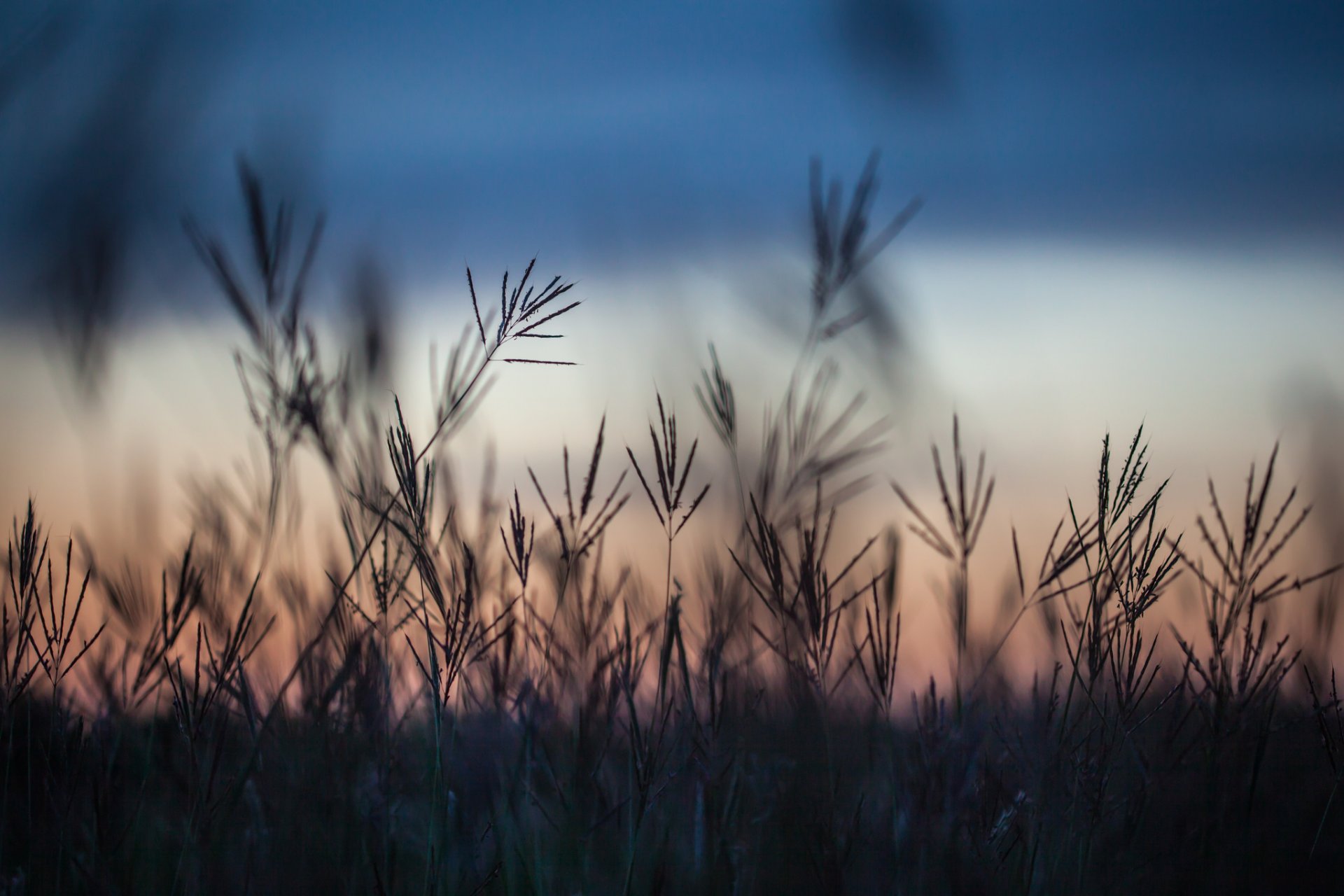 herbst gras feld abend sonnenuntergang makro unschärfe