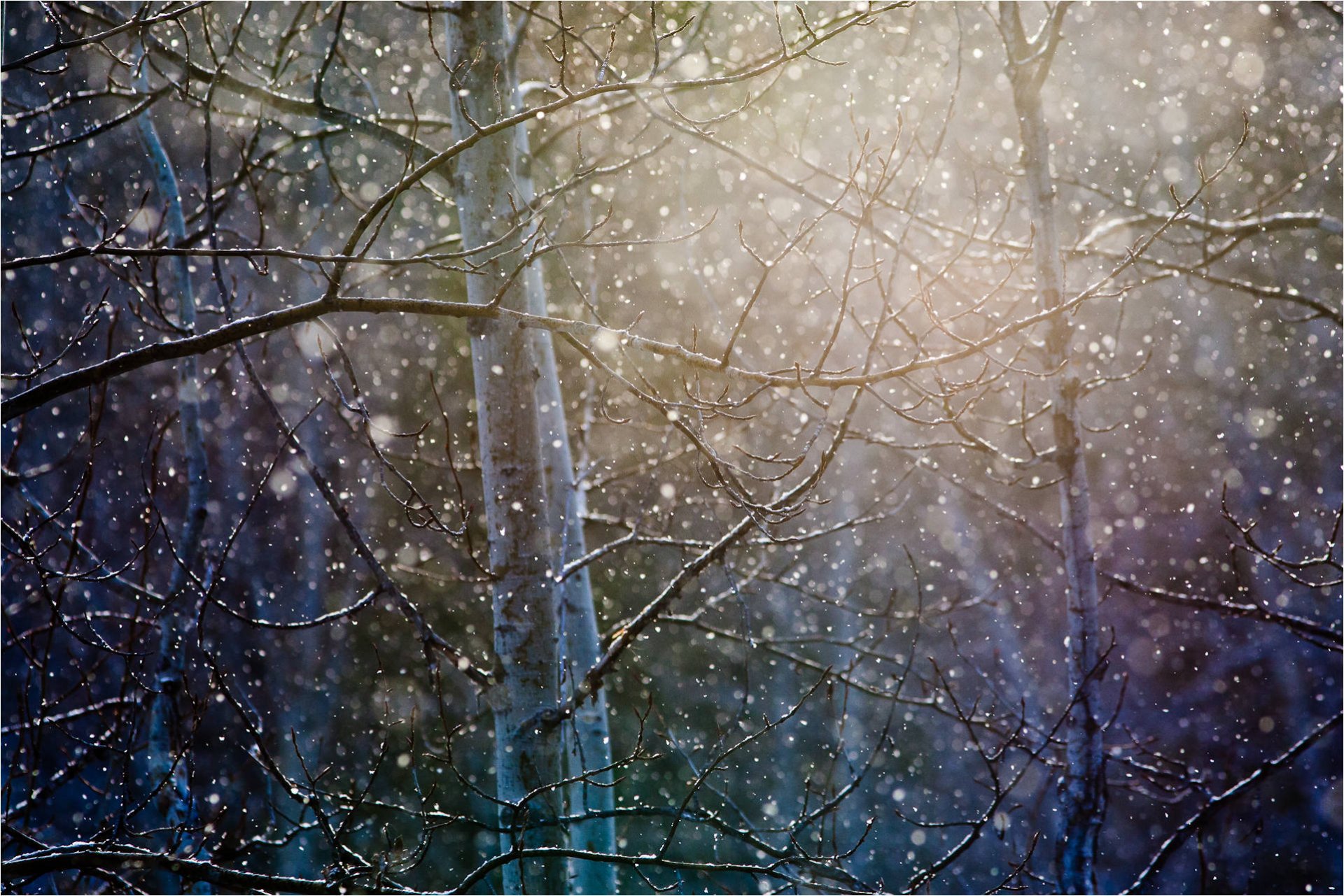 wald bäume schnee zweige