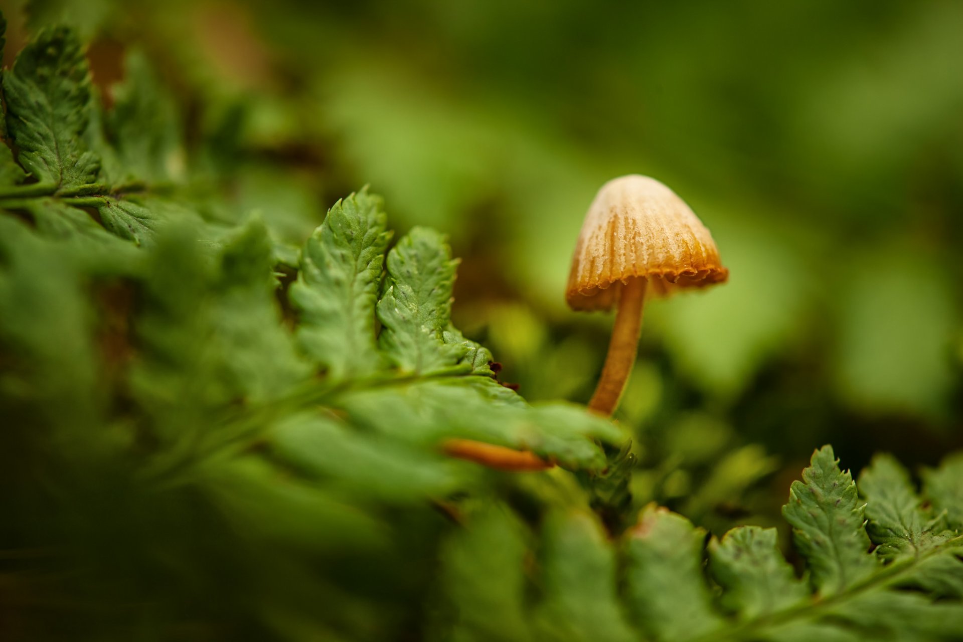 champignon gros plan fougère