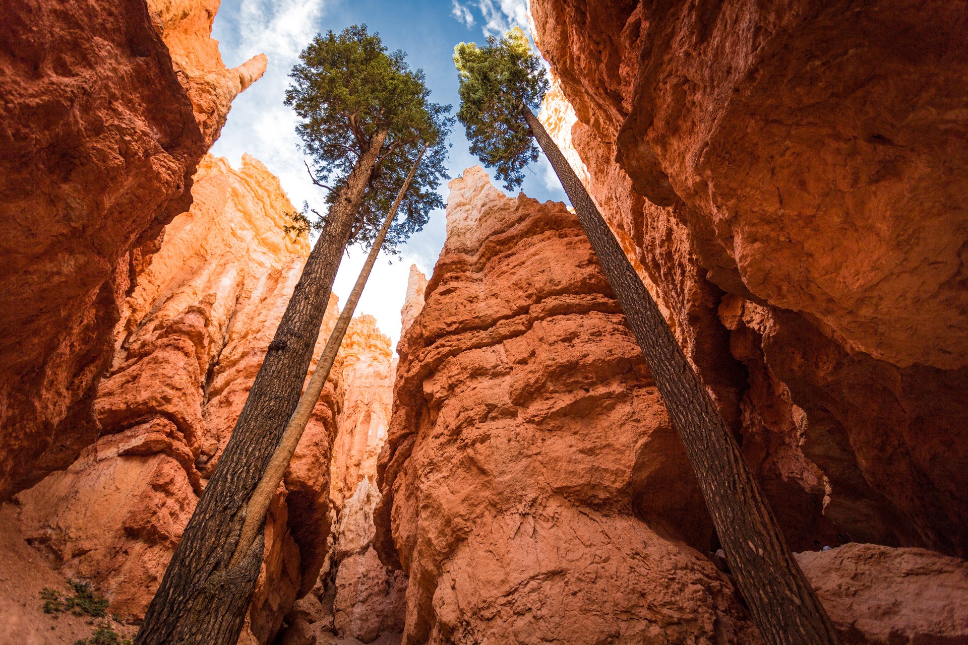 nature états-unis utah canyon parc national de bryce canyon hauts arbres ciel roches andrew smith rhotographie