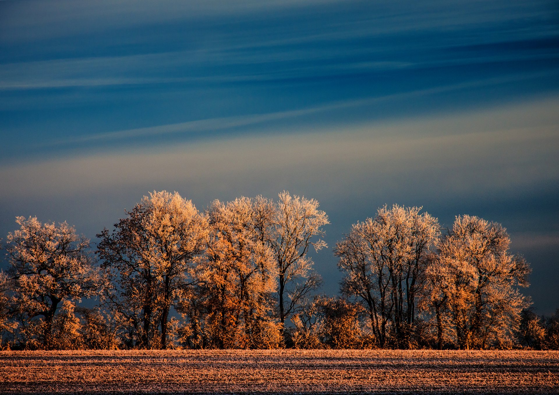 natura inverno campo alberi gelo cielo