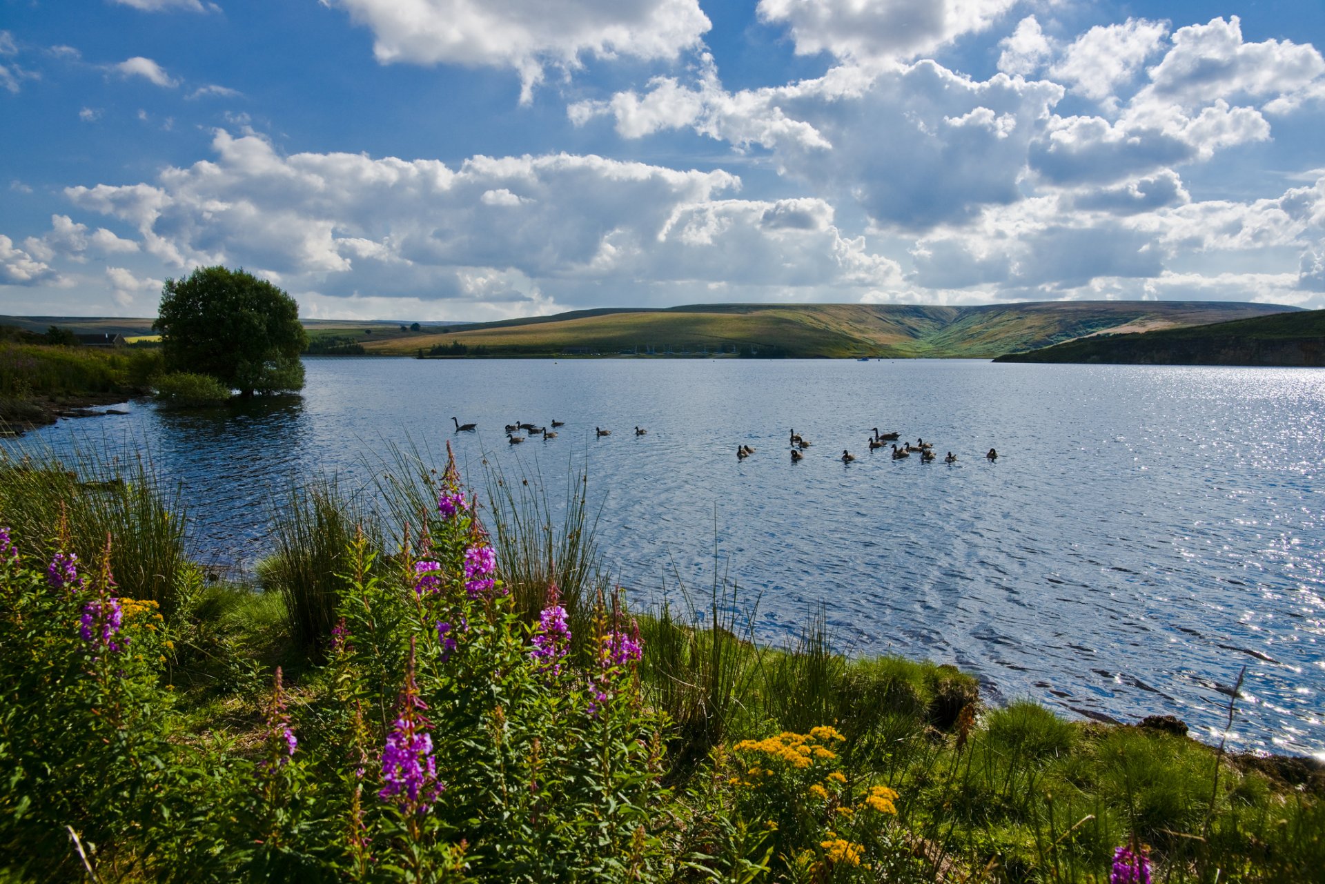 nature lac oiseaux fleurs été