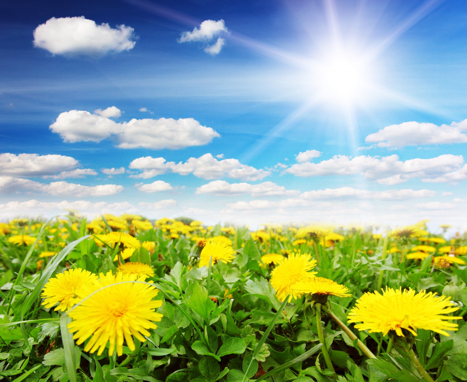 pring dandelions sky sun