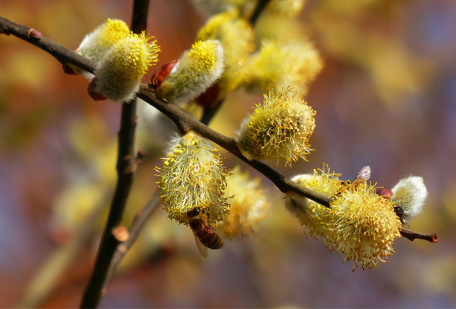 branch willow willow bee nectar spring