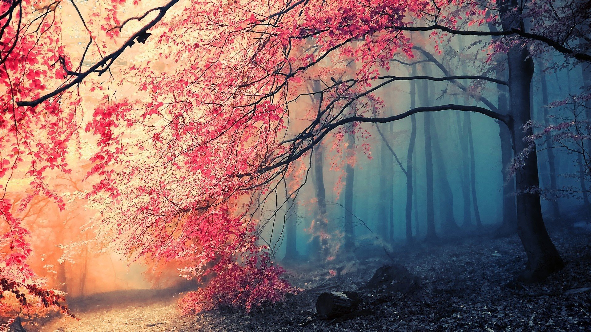 forêt arbres brouillard automne