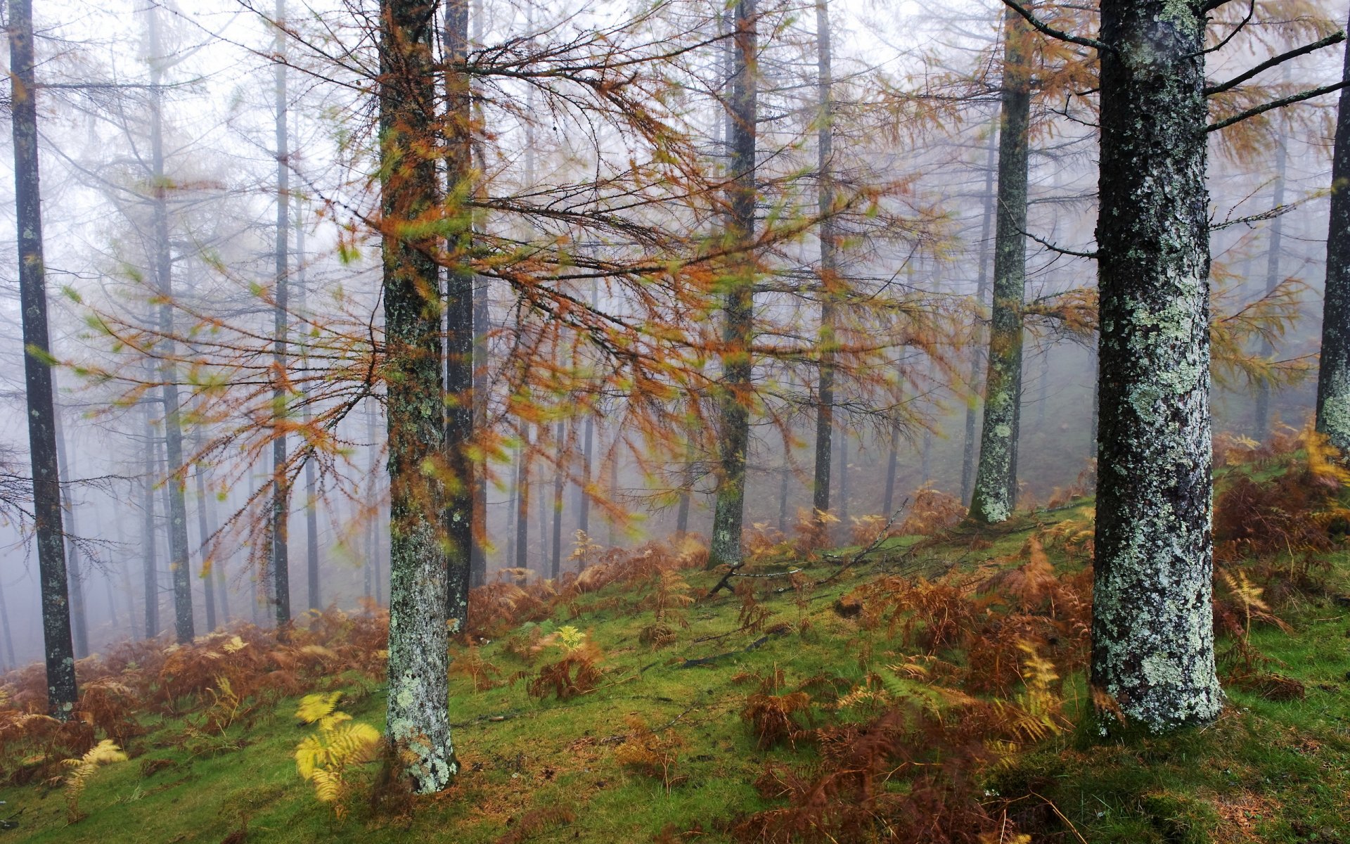 wald nebel bäume natur landschaft