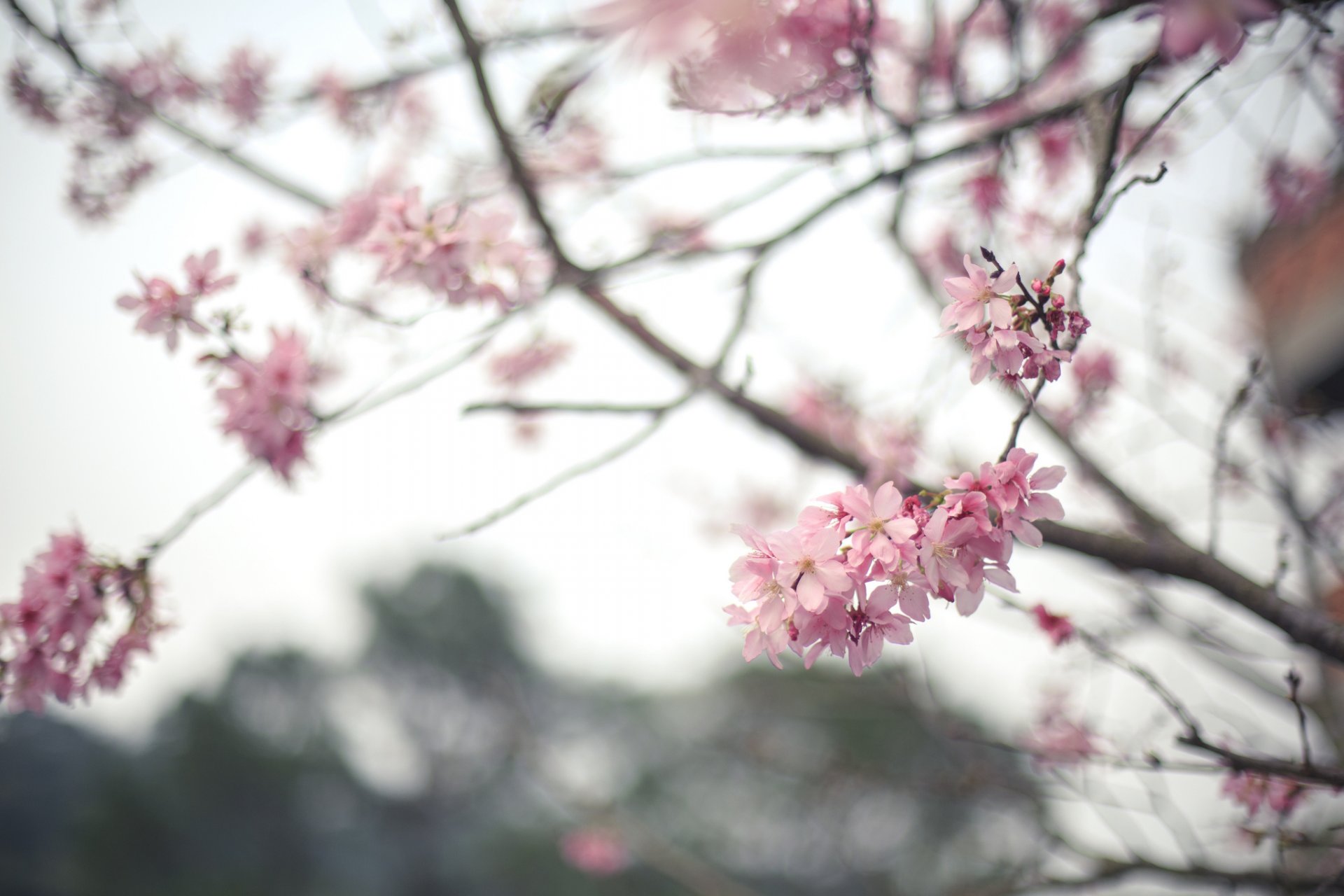 printemps arbre floraison fleurs sakura branche