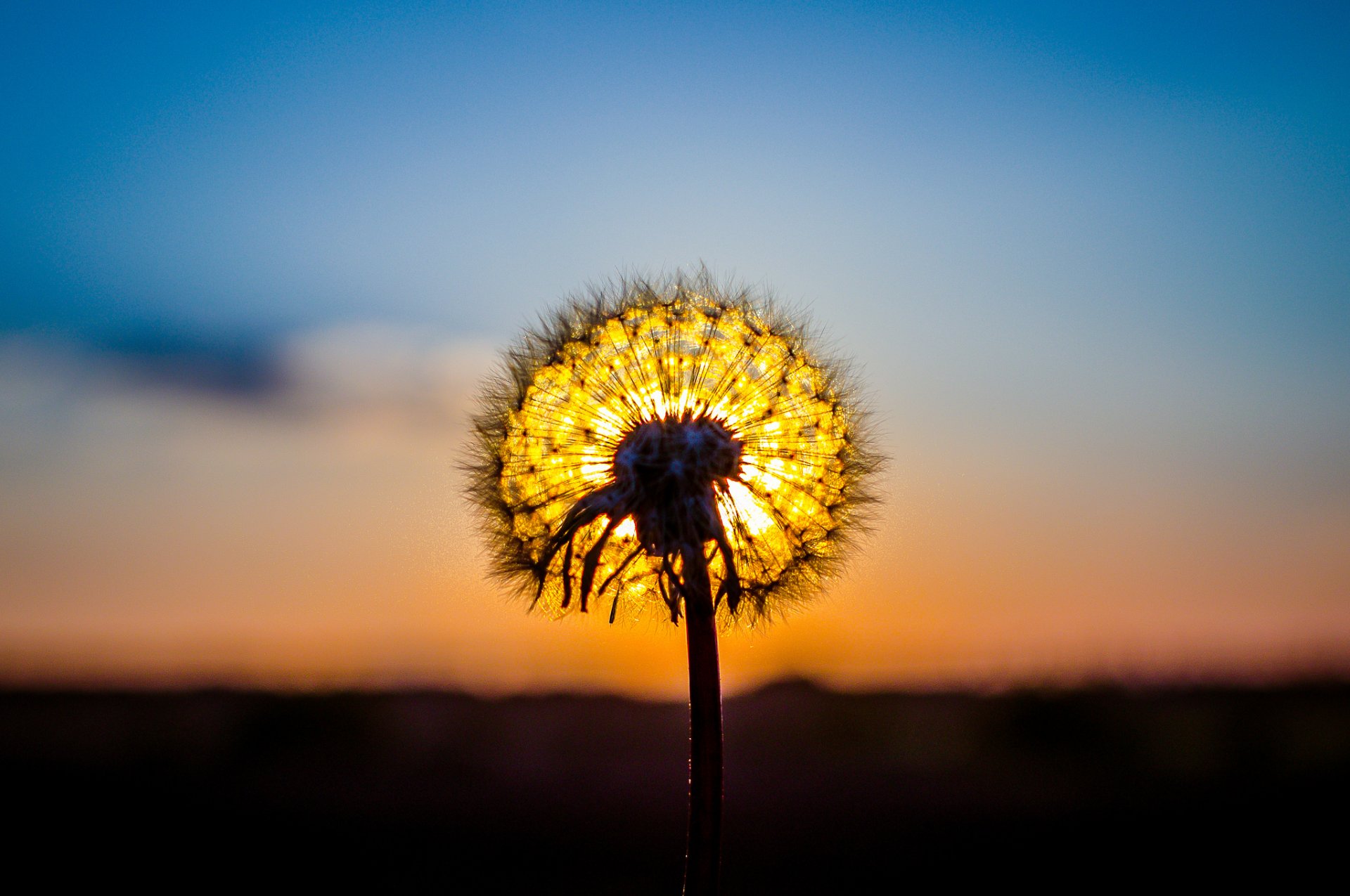 löwenzahn pflanze sonne sonnenuntergang natur makro