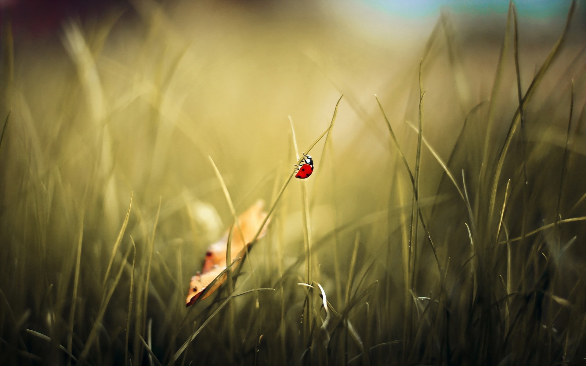 coccinella sfondo natura