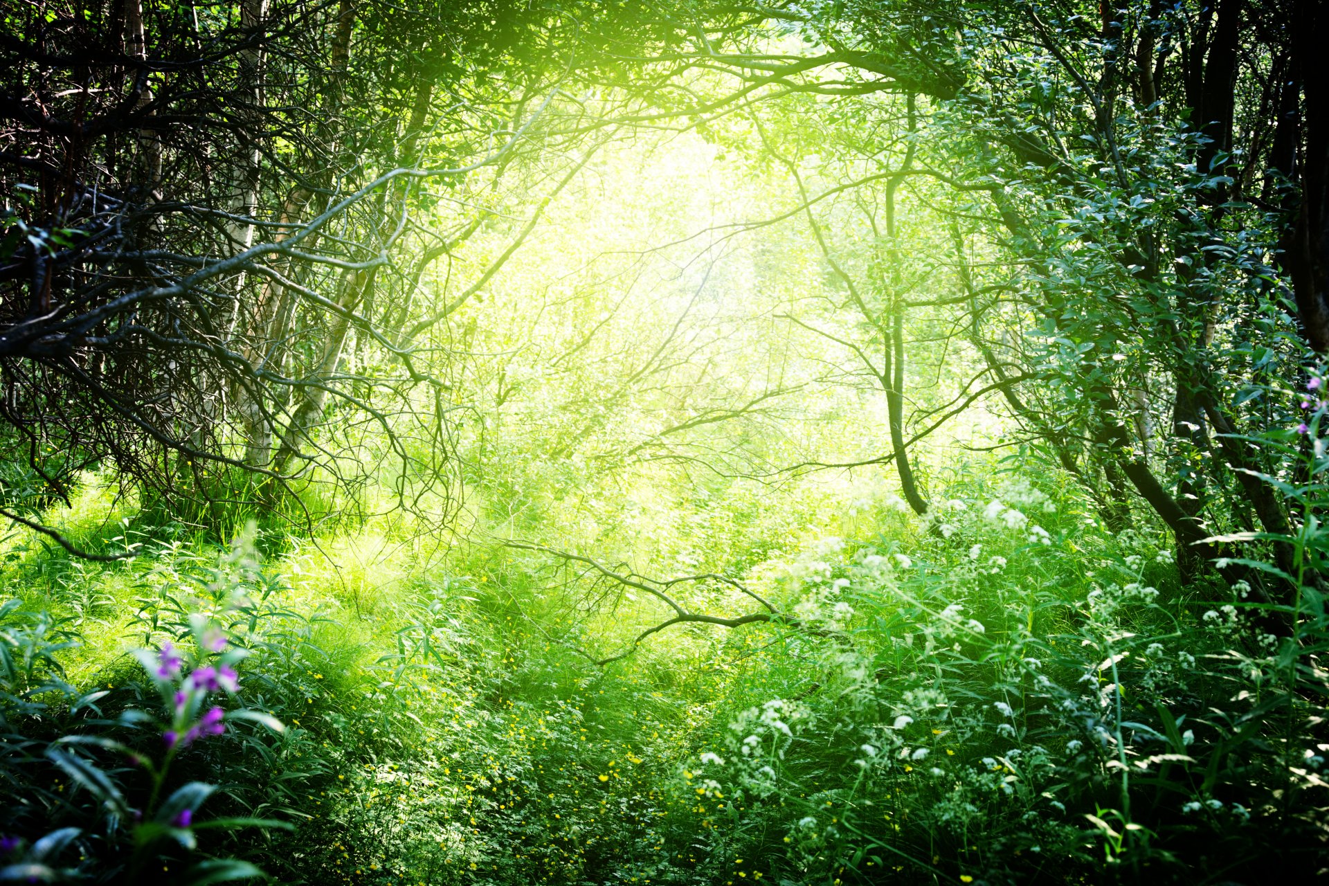 natur wald bäume zweige gras büsche grüns sonne