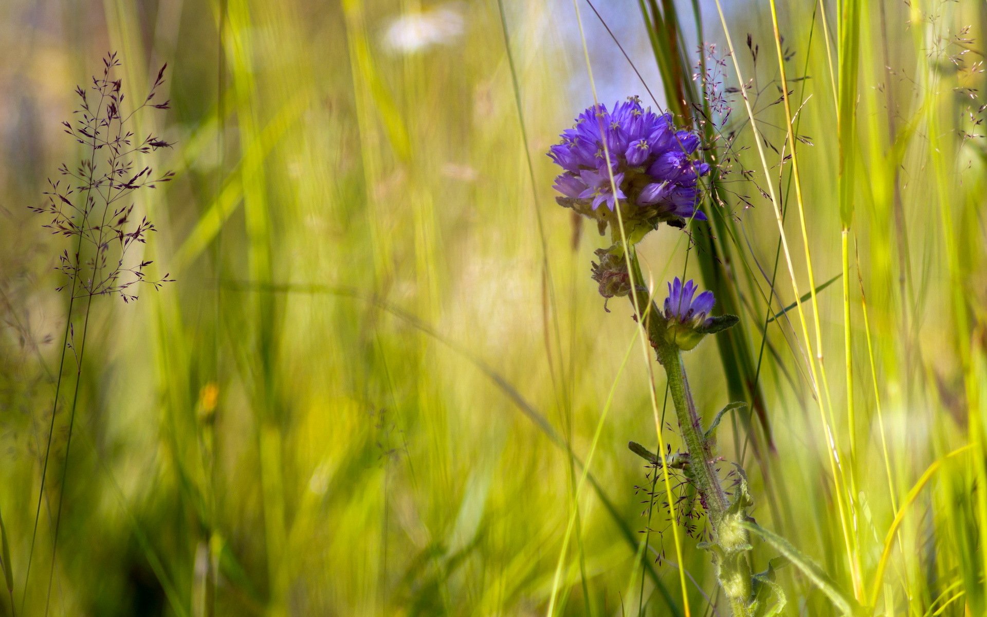 grass flower summer nature close up