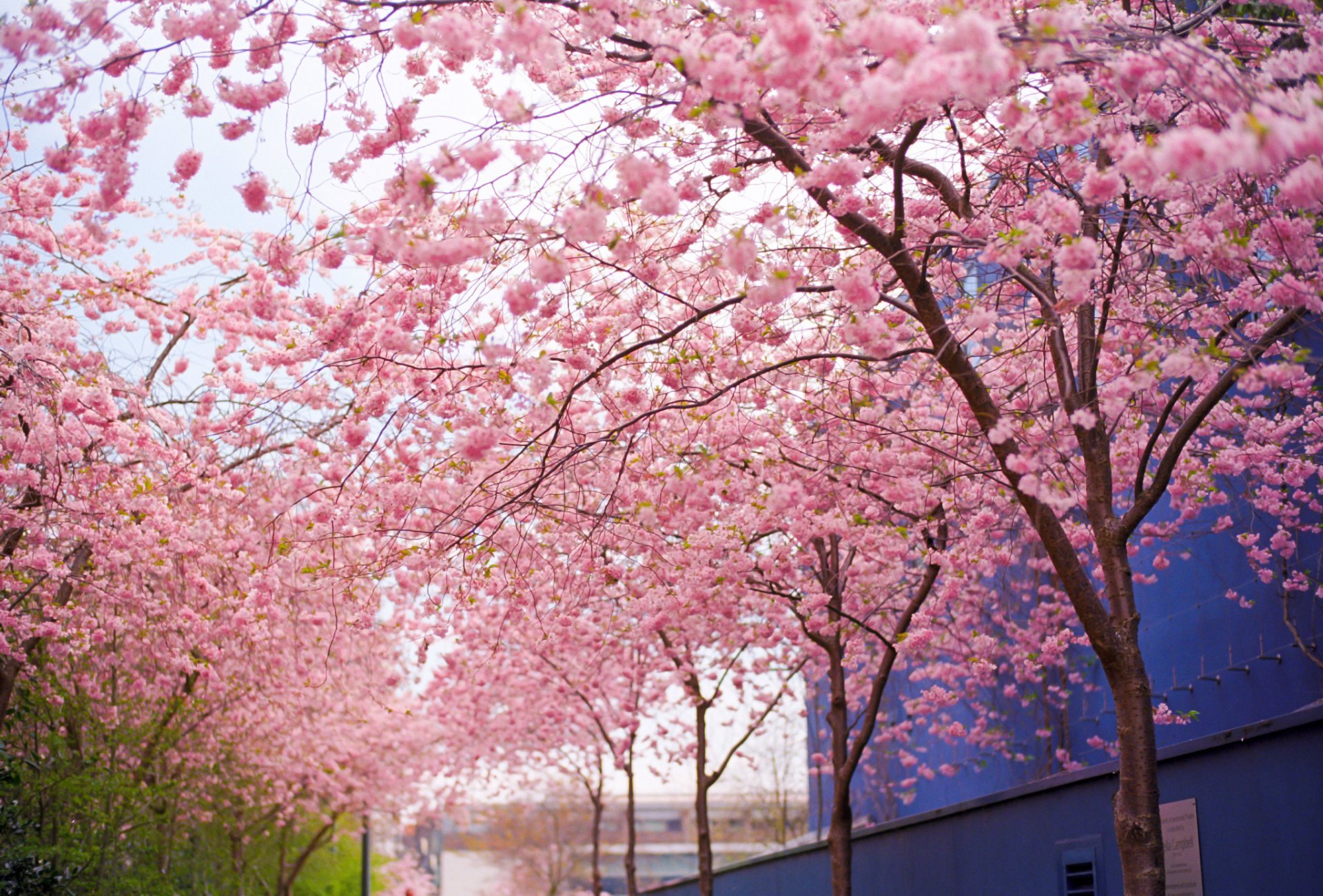 albero sakura rosa fiori fioritura rami primavera