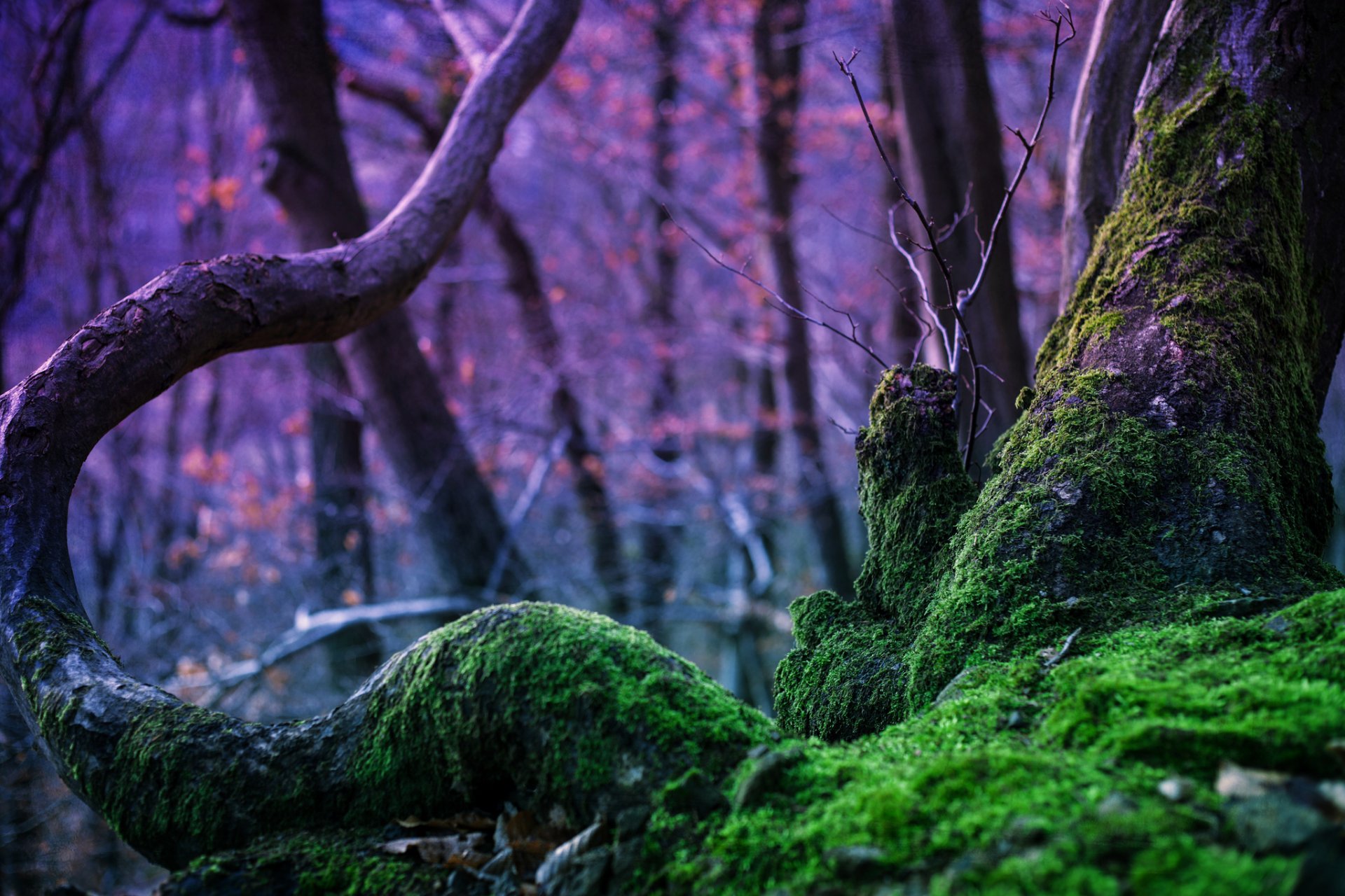 natura foresta albero muschio alberi magia rebecca plies fotografia