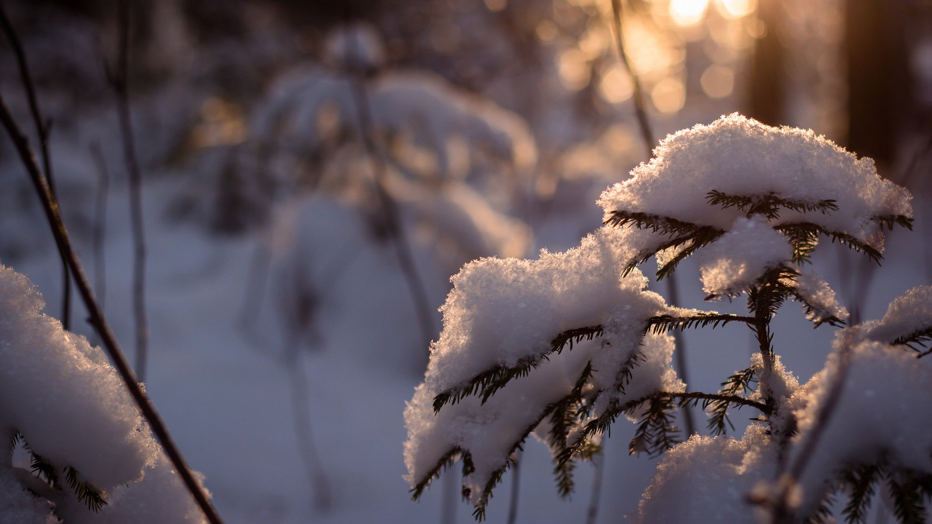 now tree spruce winter forest