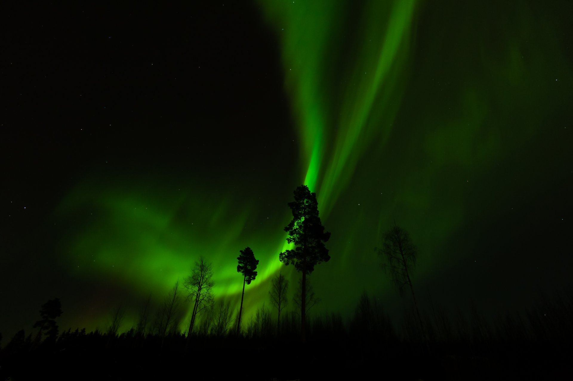 noche bosque árboles aurora boreal