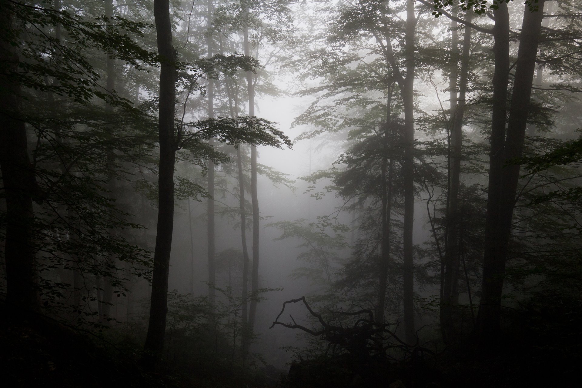 wald nebel treibholz silhouetten bäume