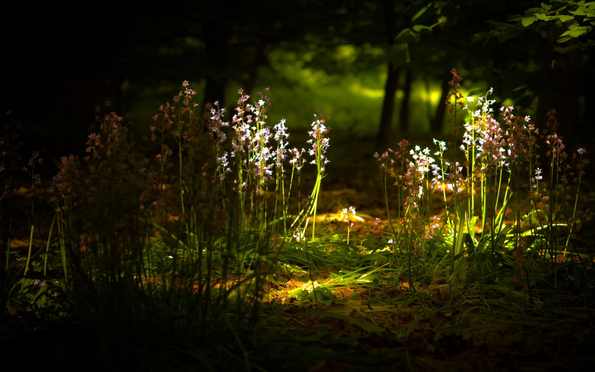 kwiaty światło natura