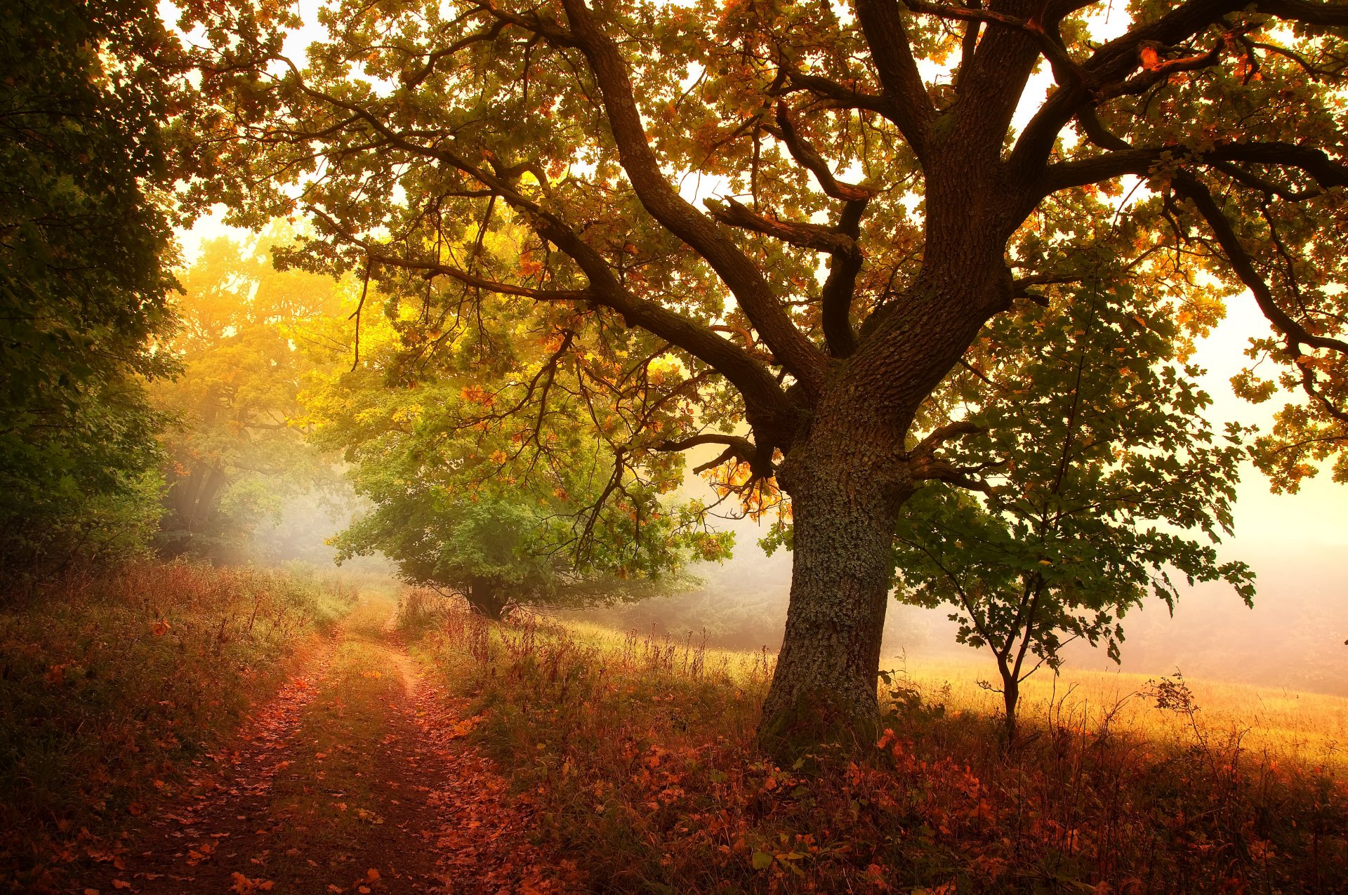 otoño árboles sendero hojas