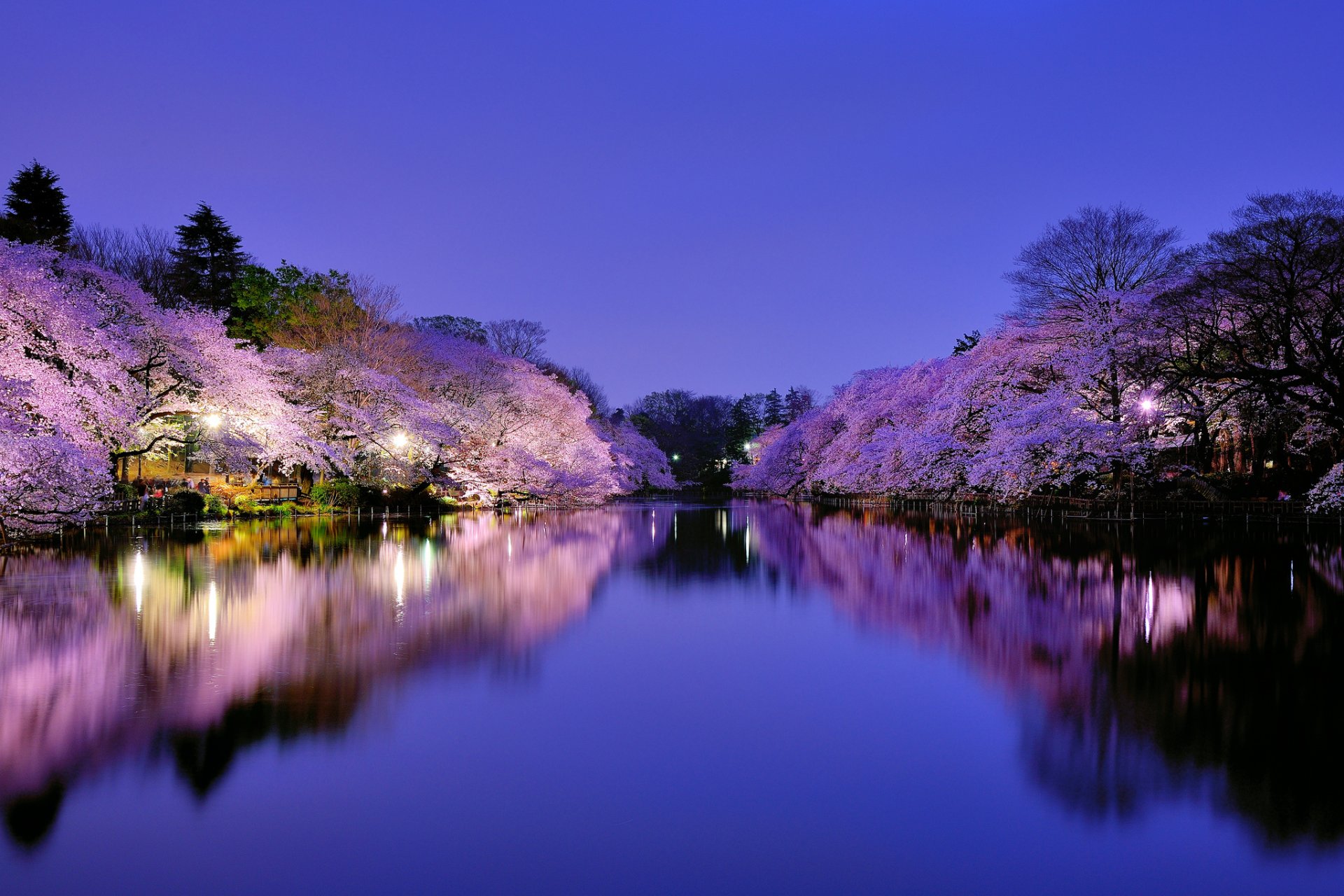 giappone osaka città parco lago illuminazione lanterne notte blu cielo alberi ciliegio sakura fioritura