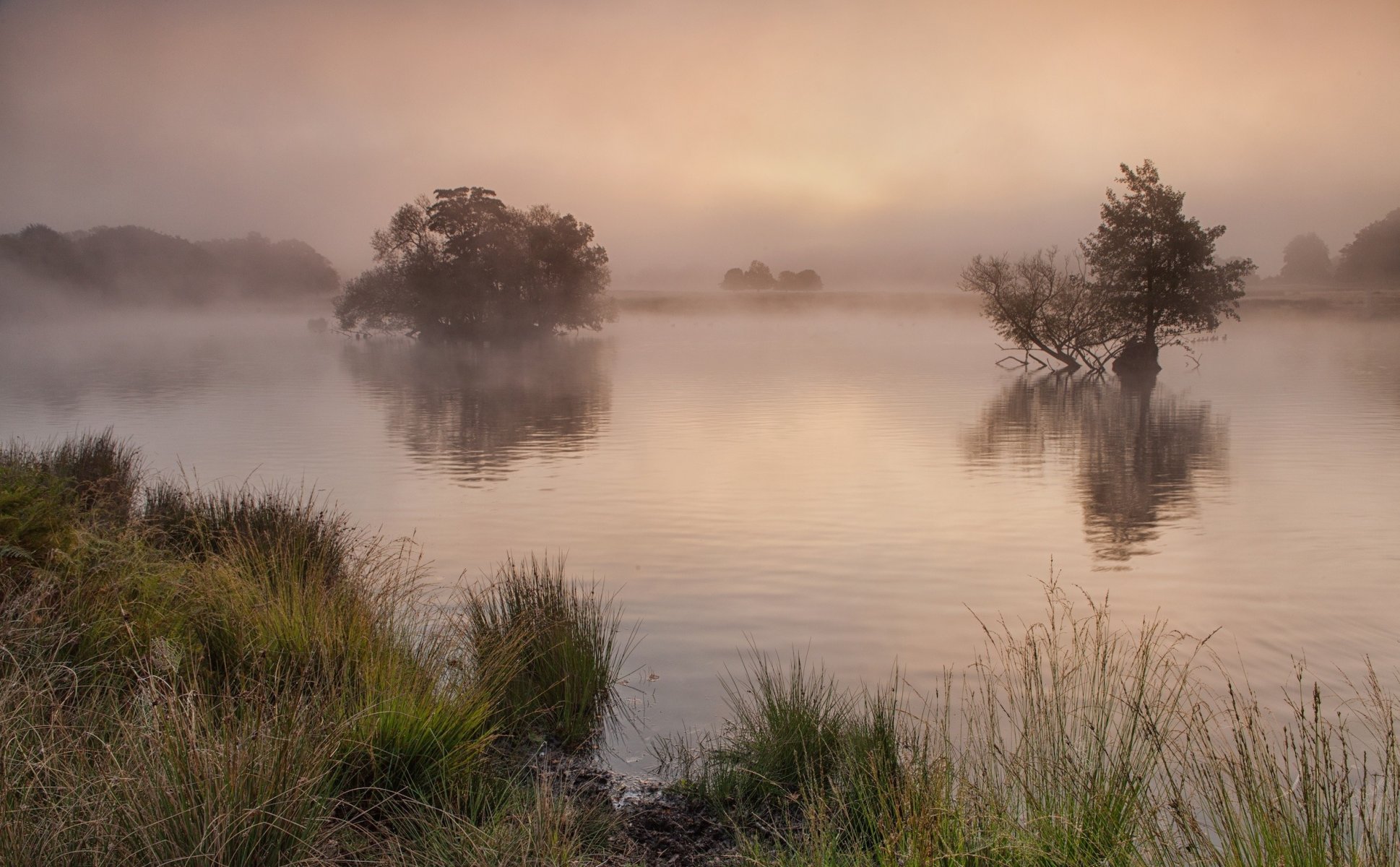 mañana niebla lago árboles orilla hierba