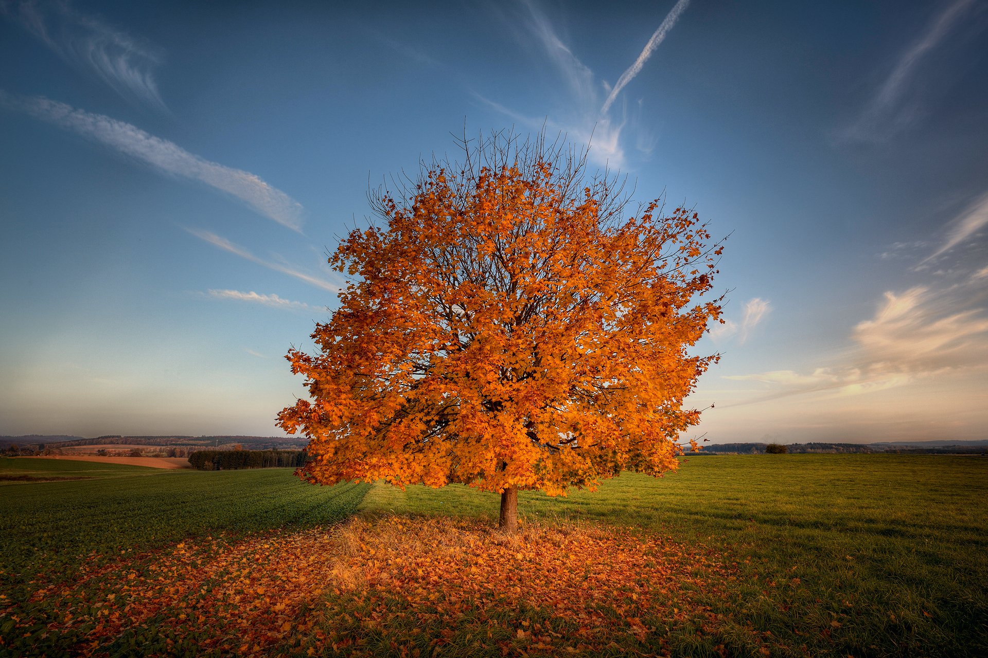 natura campi campo albero fogliame autunno