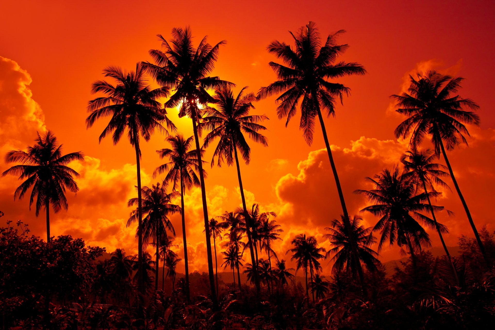 cocotiers plage de sable coucher de soleil . thaïlande nature paysage ciel nuages coucher de soleil. thaïlande belle eau