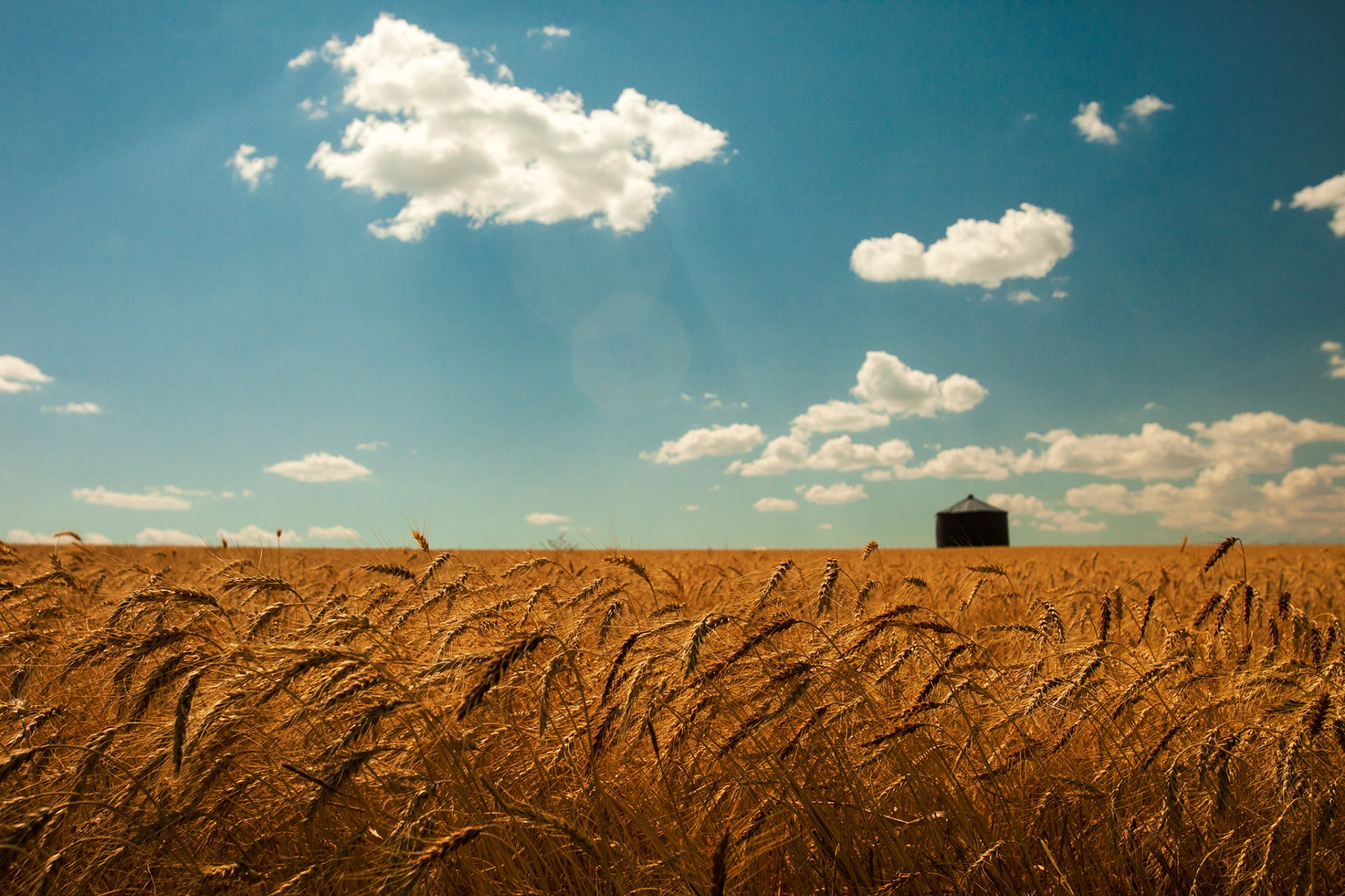 sommer weizen feld gold ährchen himmel wolken