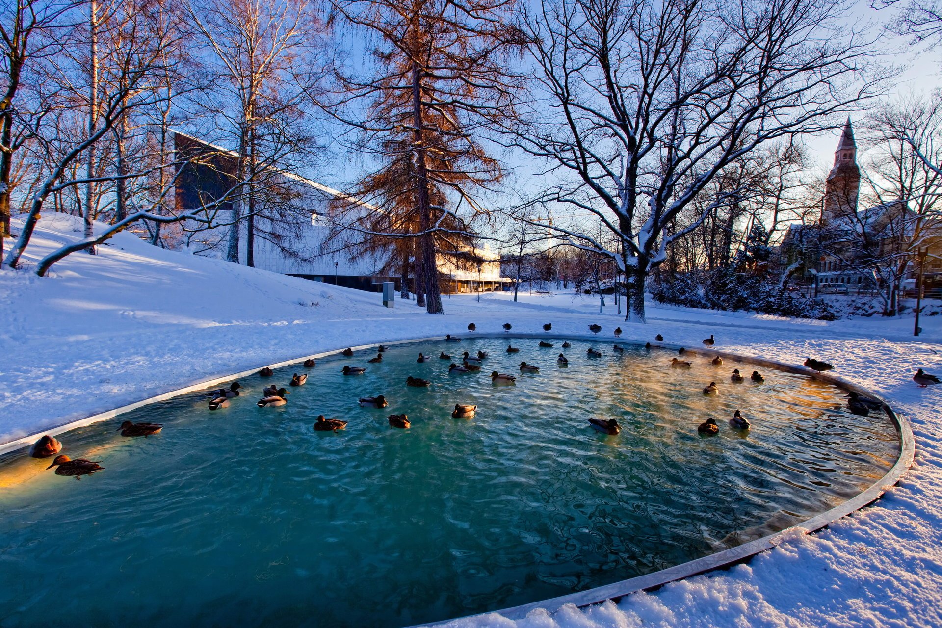 winter wald winter teich enten