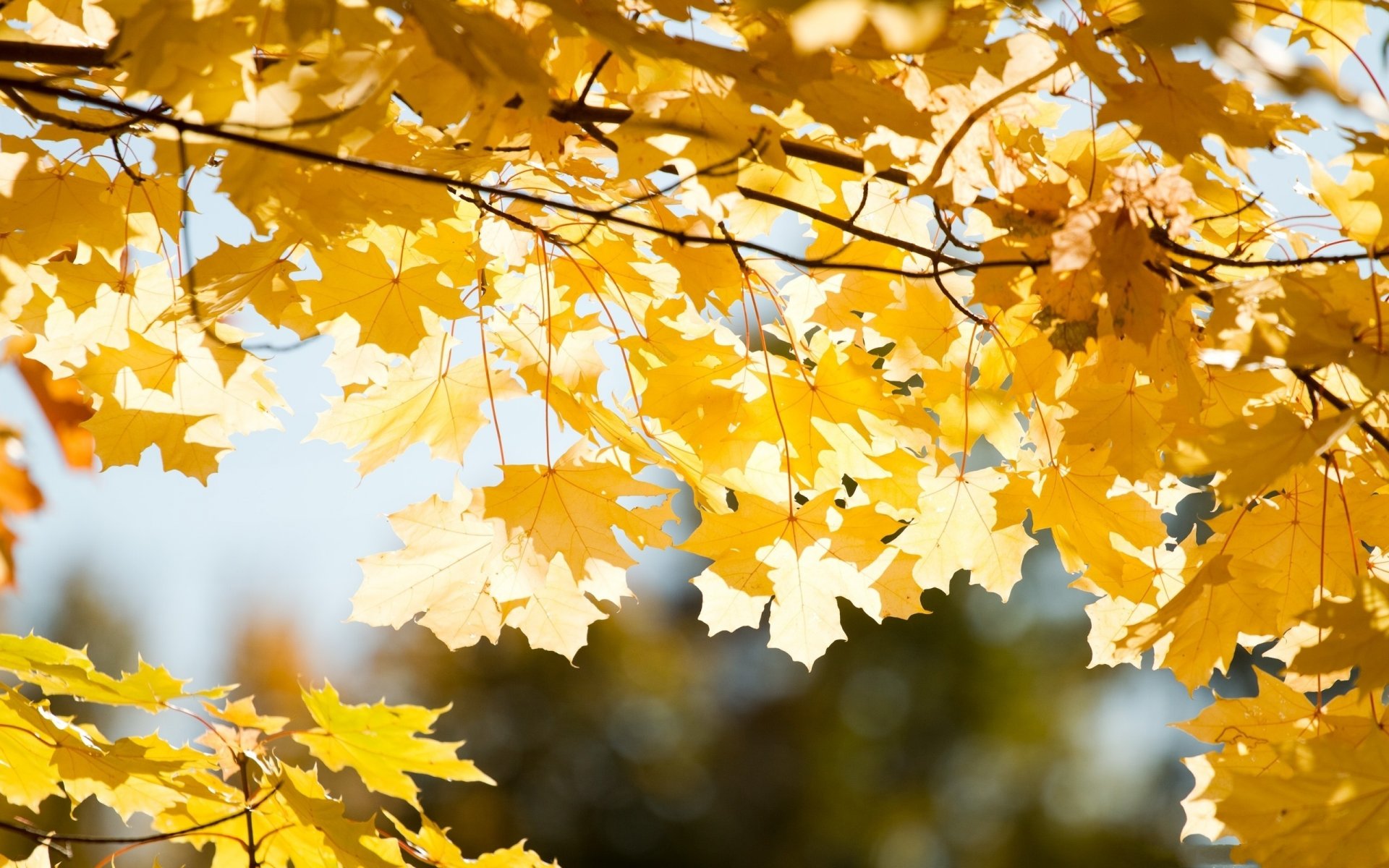 automne branches feuilles gros plan soleil rayons