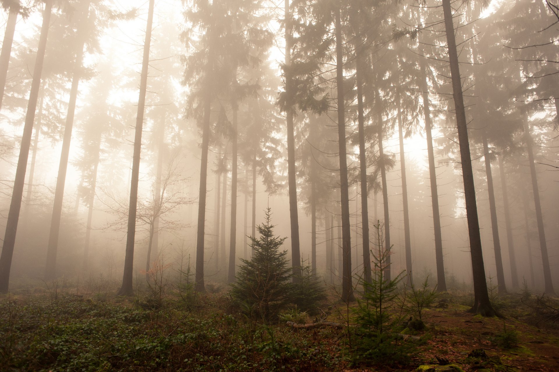 deutschland wald bäume nebel