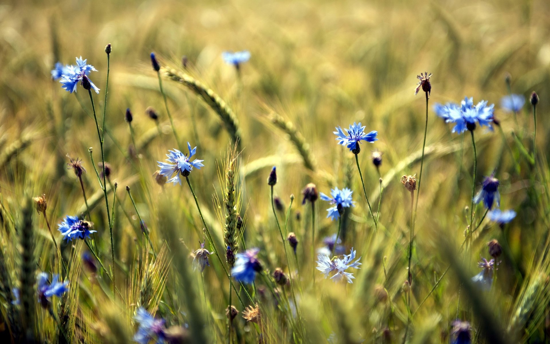 feld blumen sommer